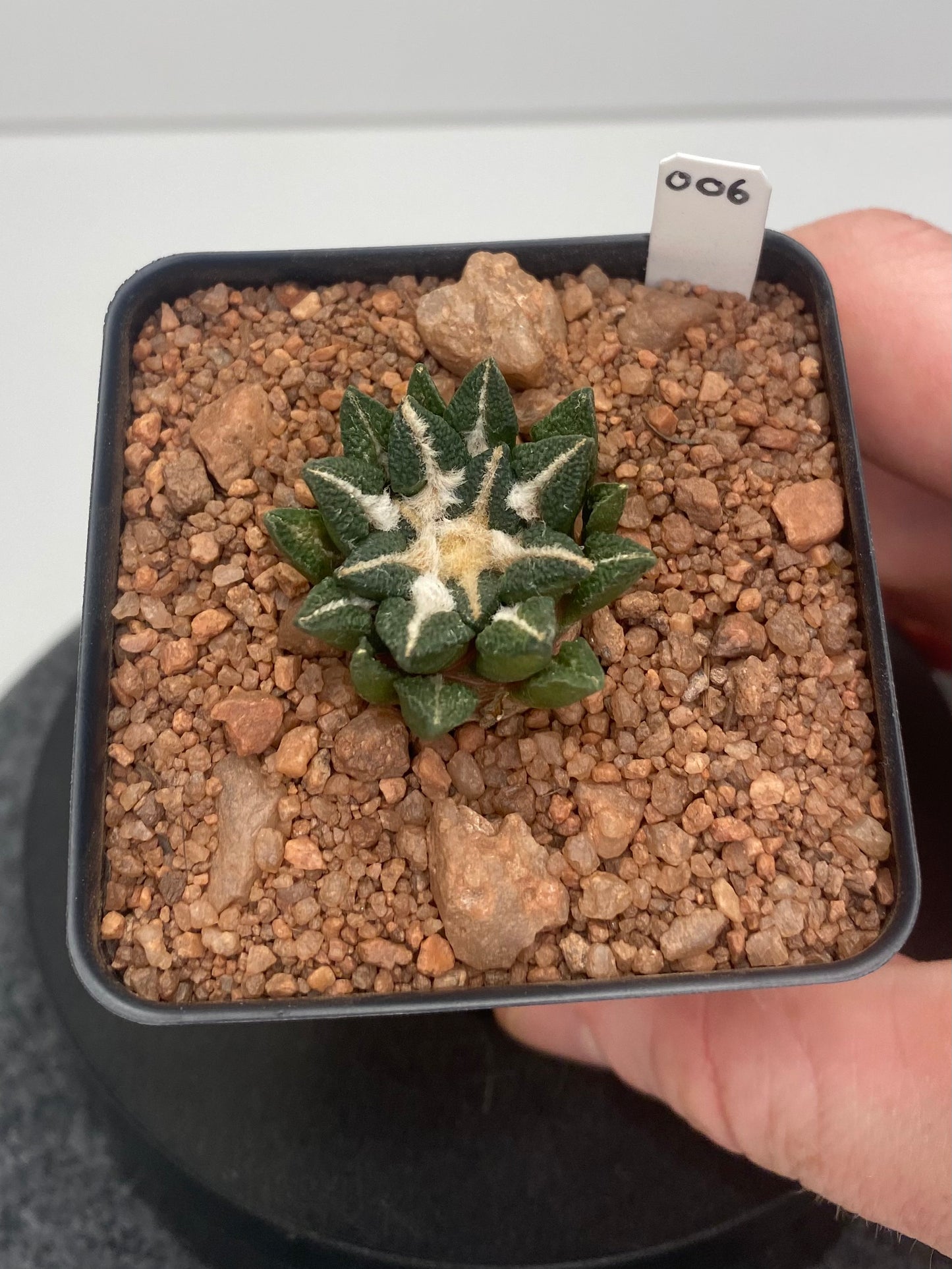 Ariocarpus Kotschoubeyanus var. Elephantidens #006