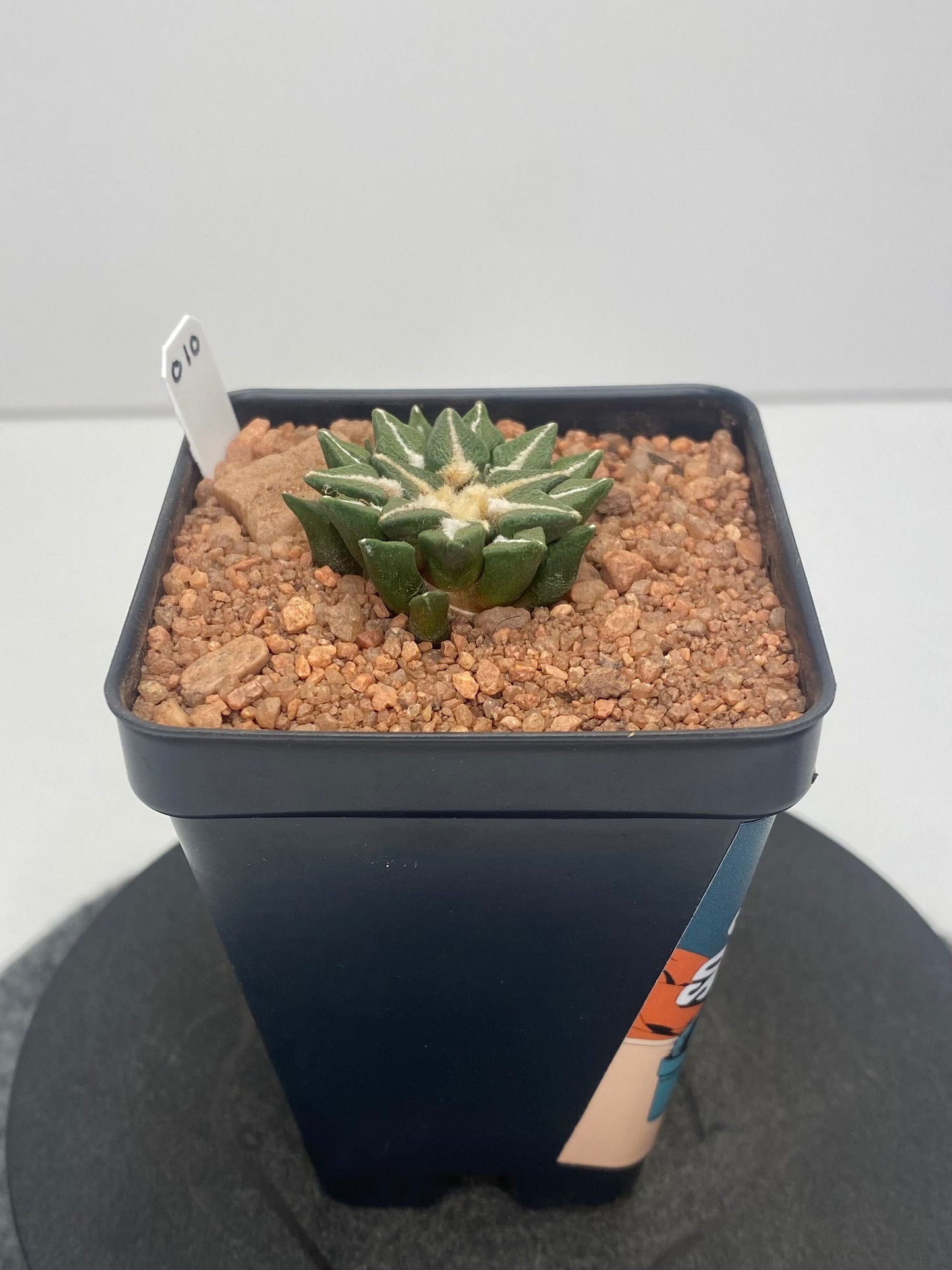 Ariocarpus Kotschoubeyanus var. Elephantidens #010