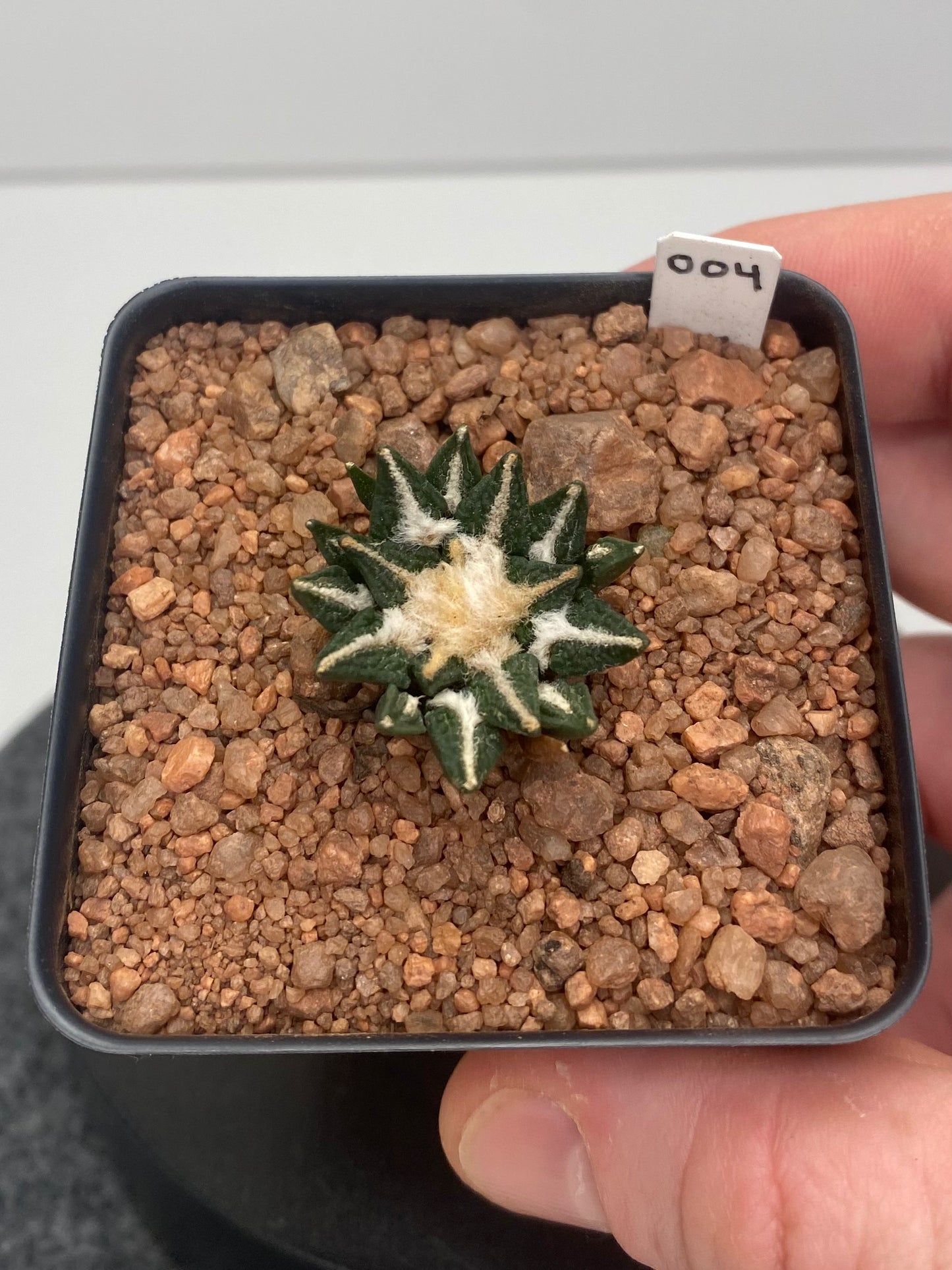 Ariocarpus Kotschoubeyanus var. Elephantidens #004