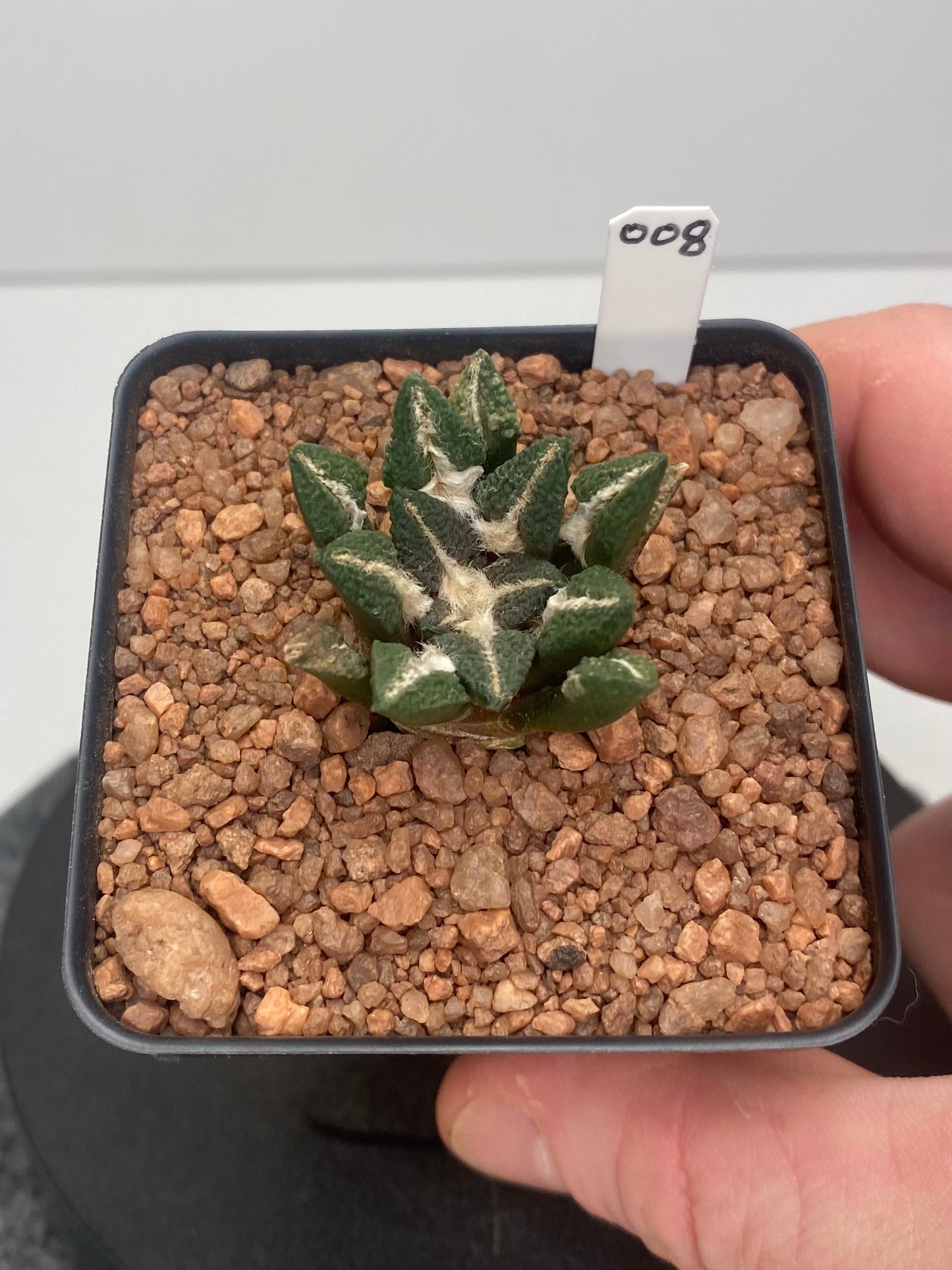 Ariocarpus Kotschoubeyanus var. Elephantidens #008