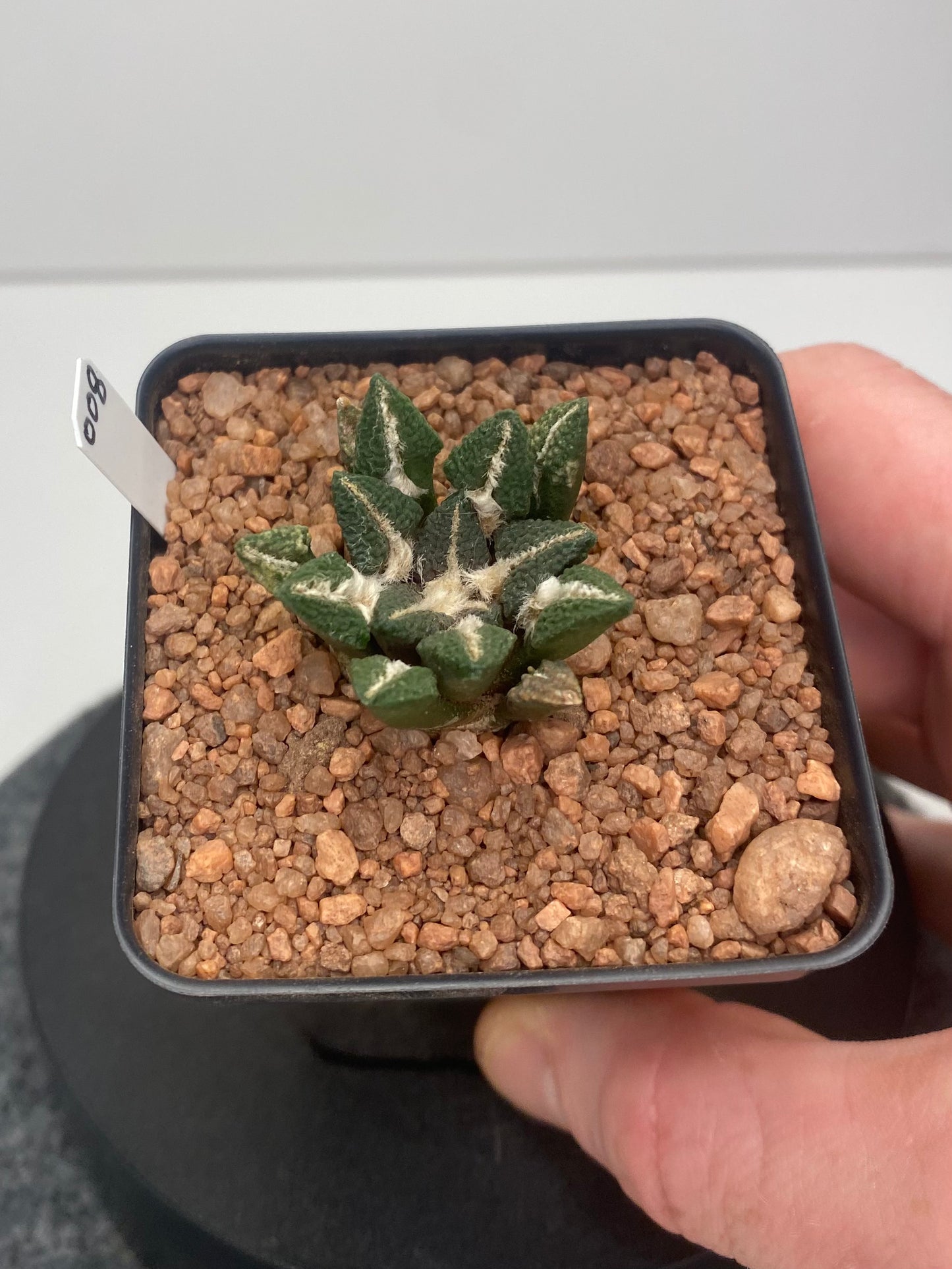 Ariocarpus Kotschoubeyanus var. Elephantidens #008