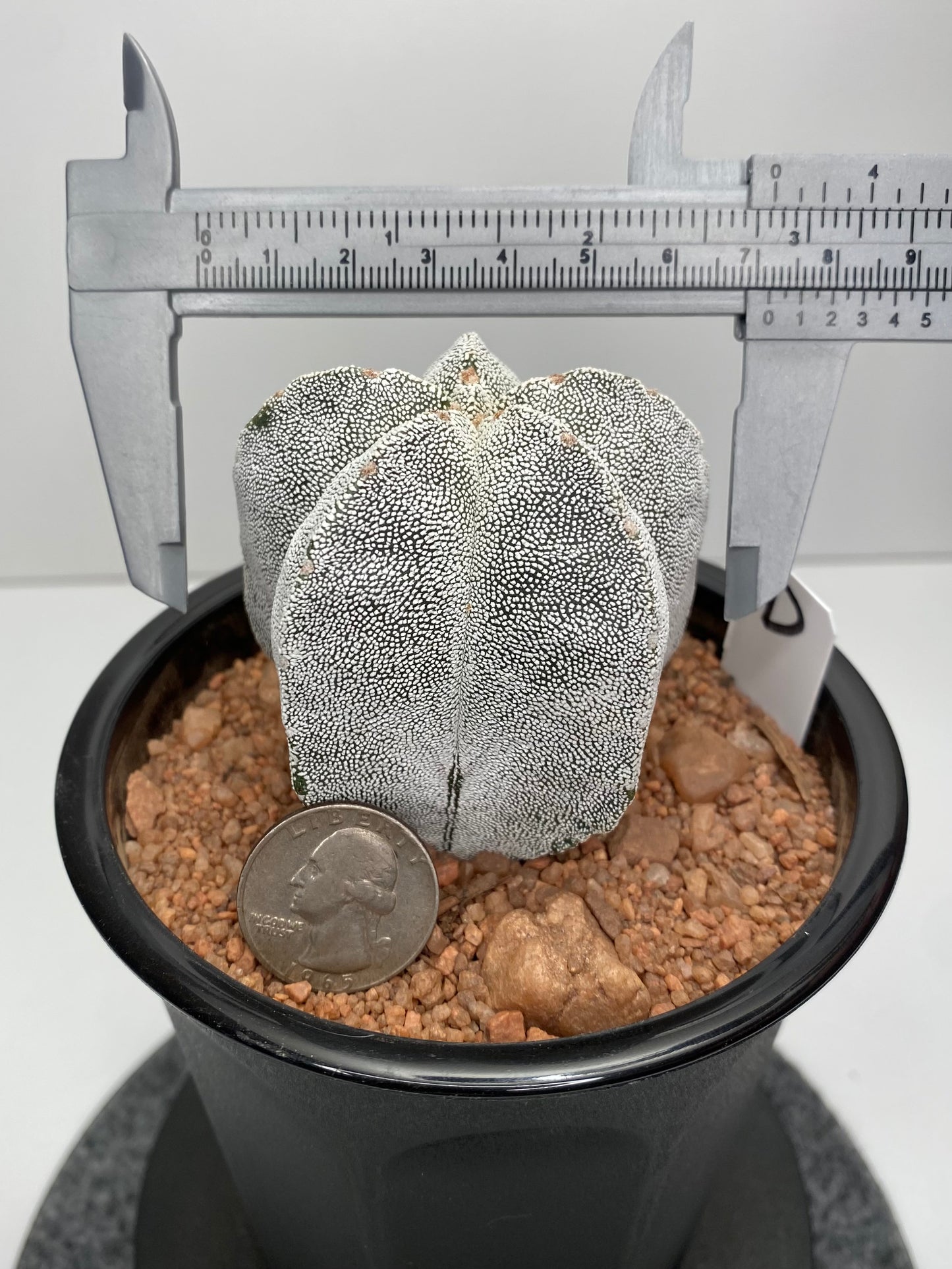 Astrophytum Myriostigma cv. Onzuka "D"