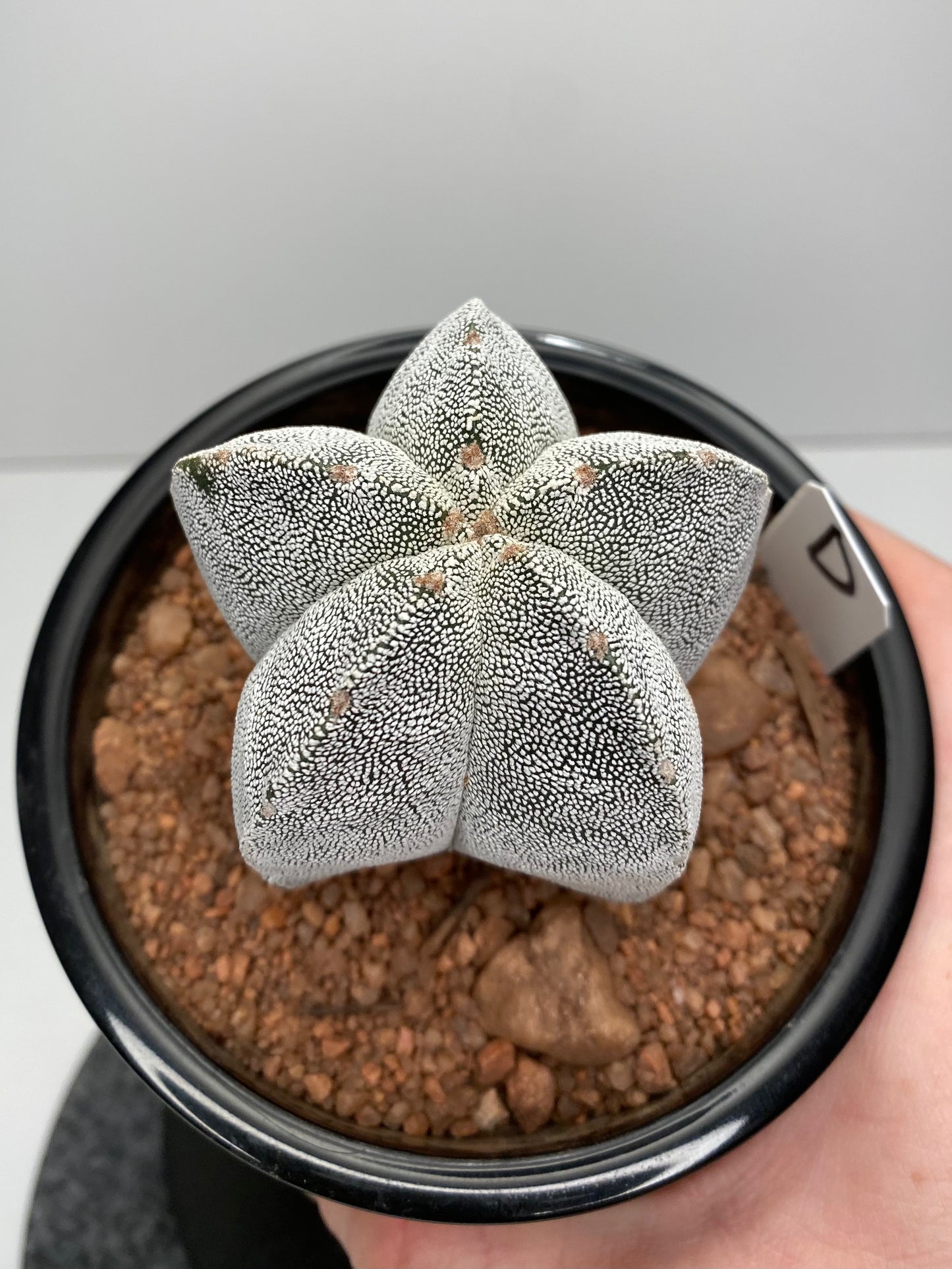 Astrophytum Myriostigma cv. Onzuka "D"