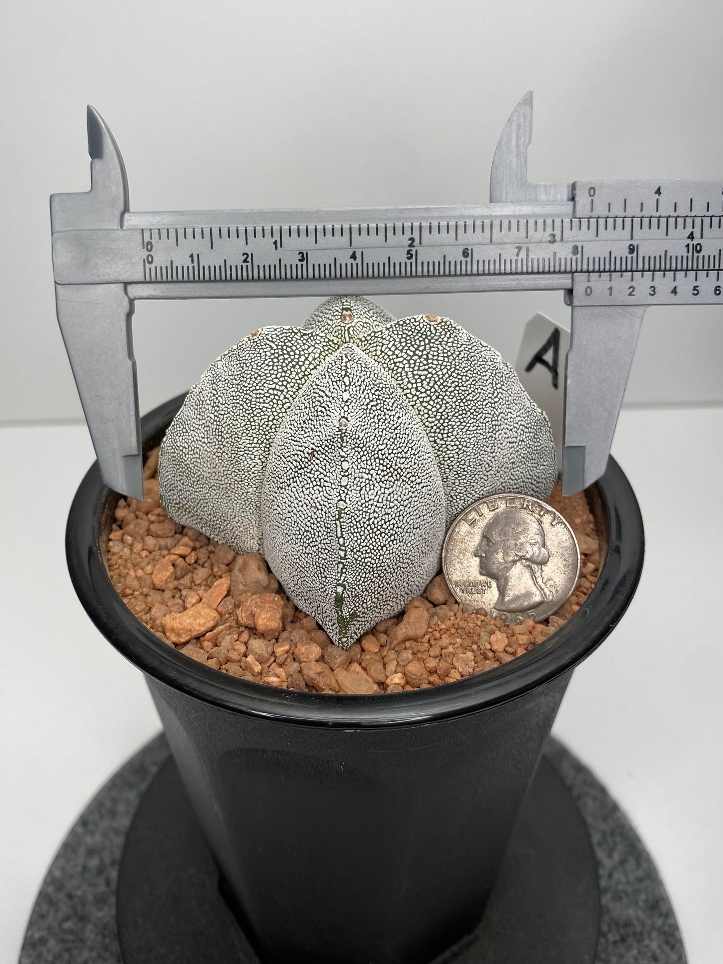 Astrophytum Myriostigma cv. Onzuka "A"