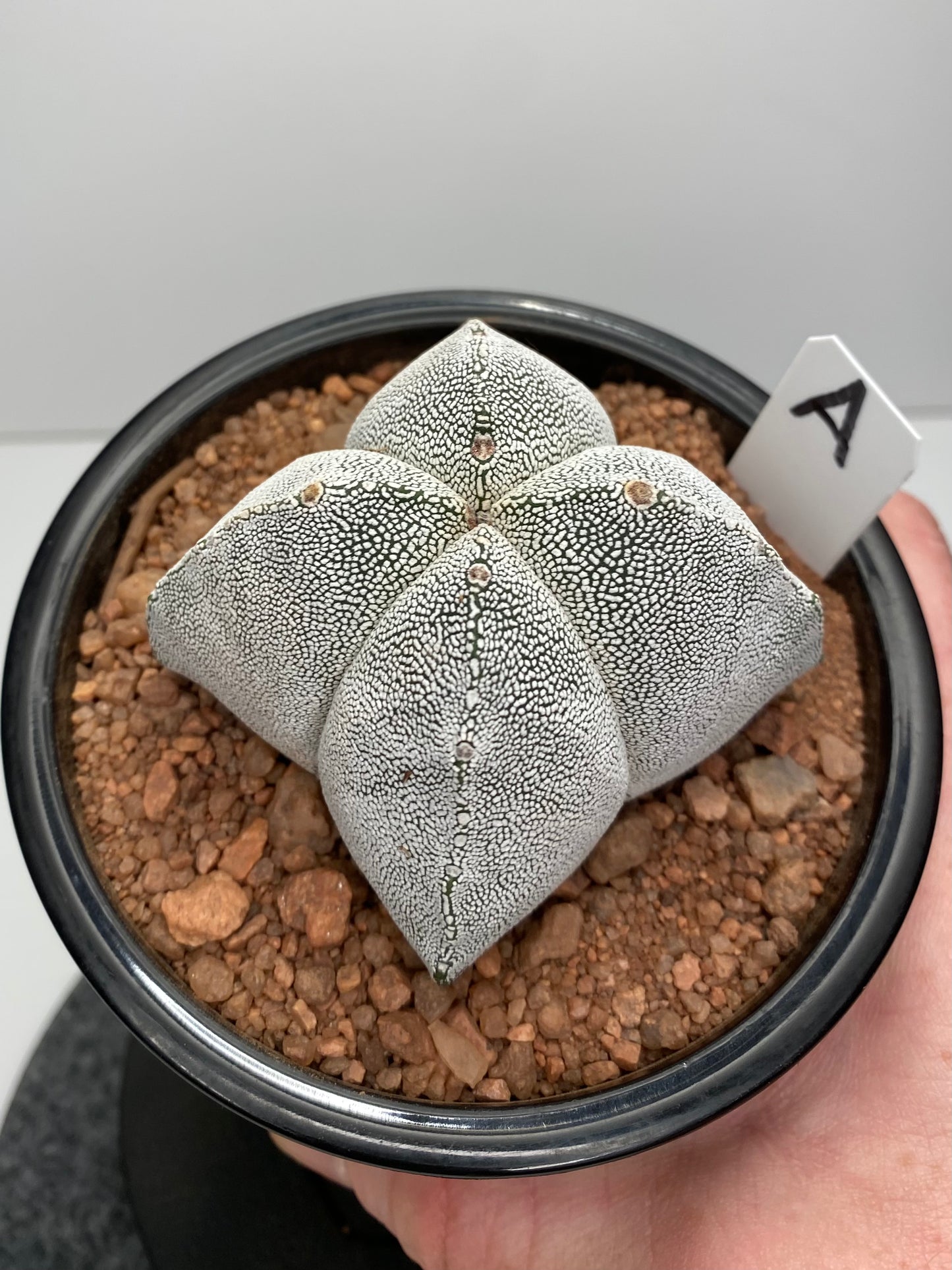 Astrophytum Myriostigma cv. Onzuka "A"