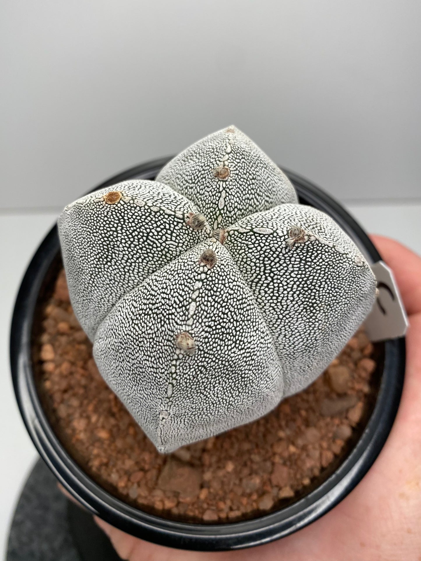 Astrophytum Myriostigma cv. Onzuka "C"