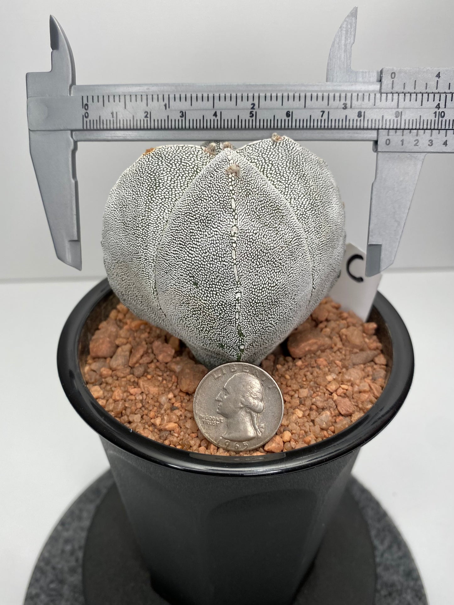 Astrophytum Myriostigma cv. Onzuka "C"