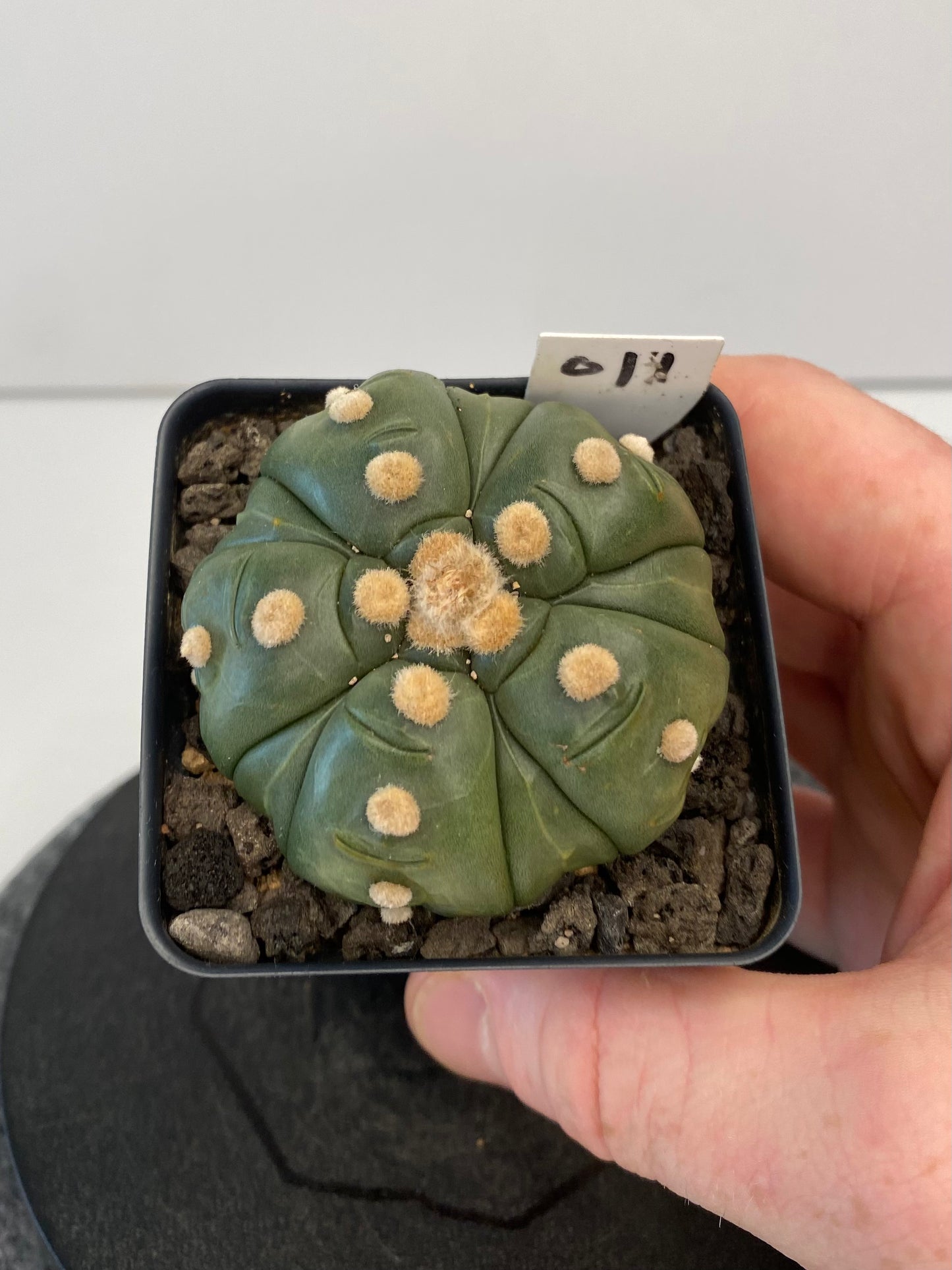 Astrophytum Asterias 5 Ribs