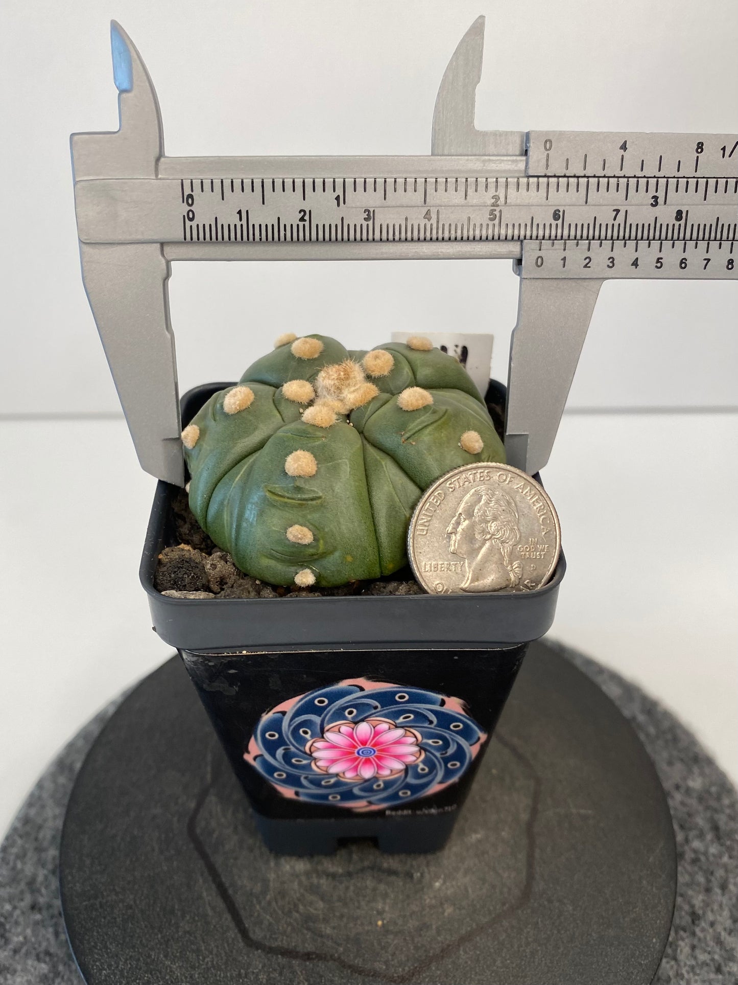 Astrophytum Asterias 5 Ribs