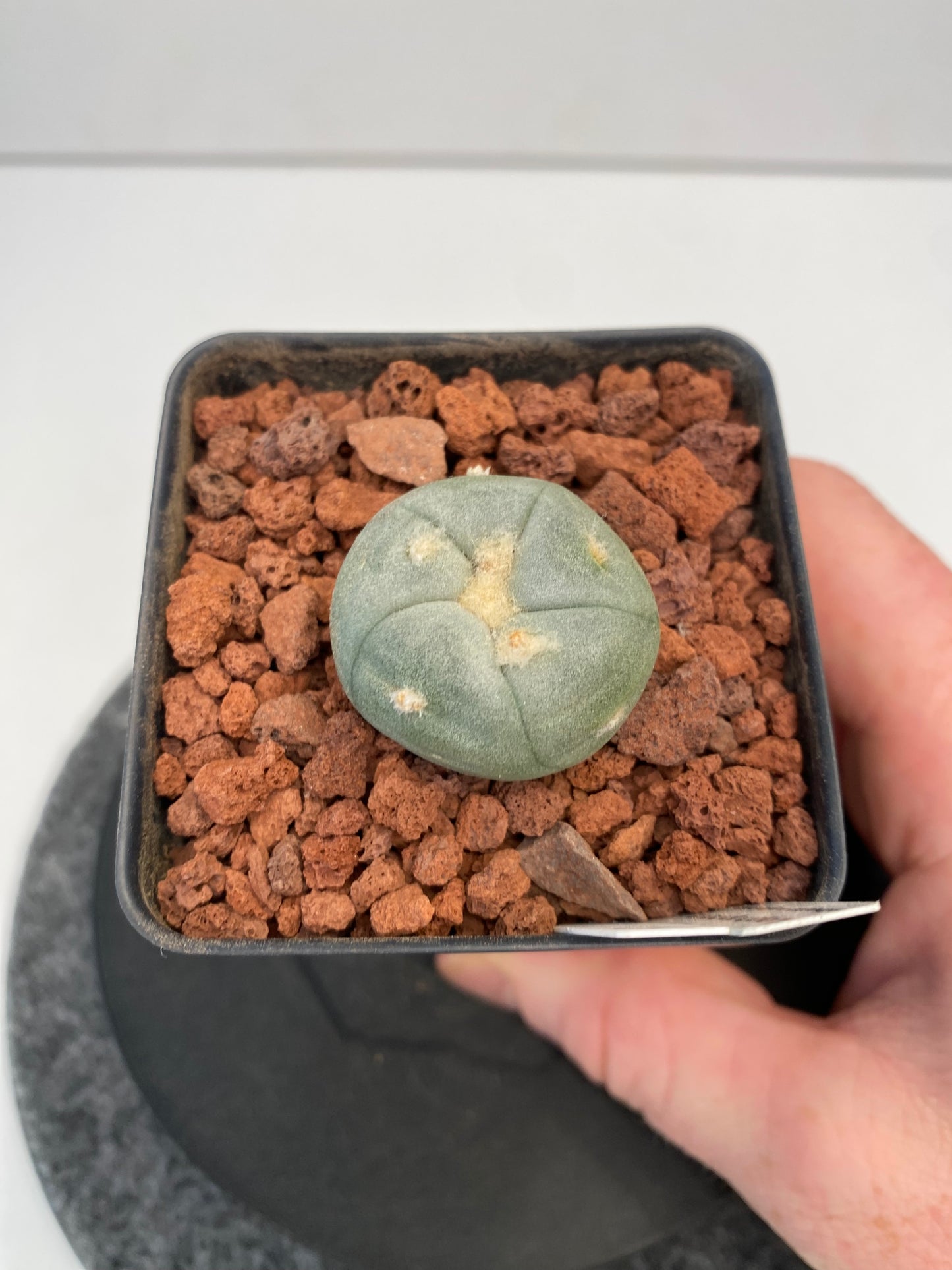 Lophophora Alberto-Vojtechii "B"