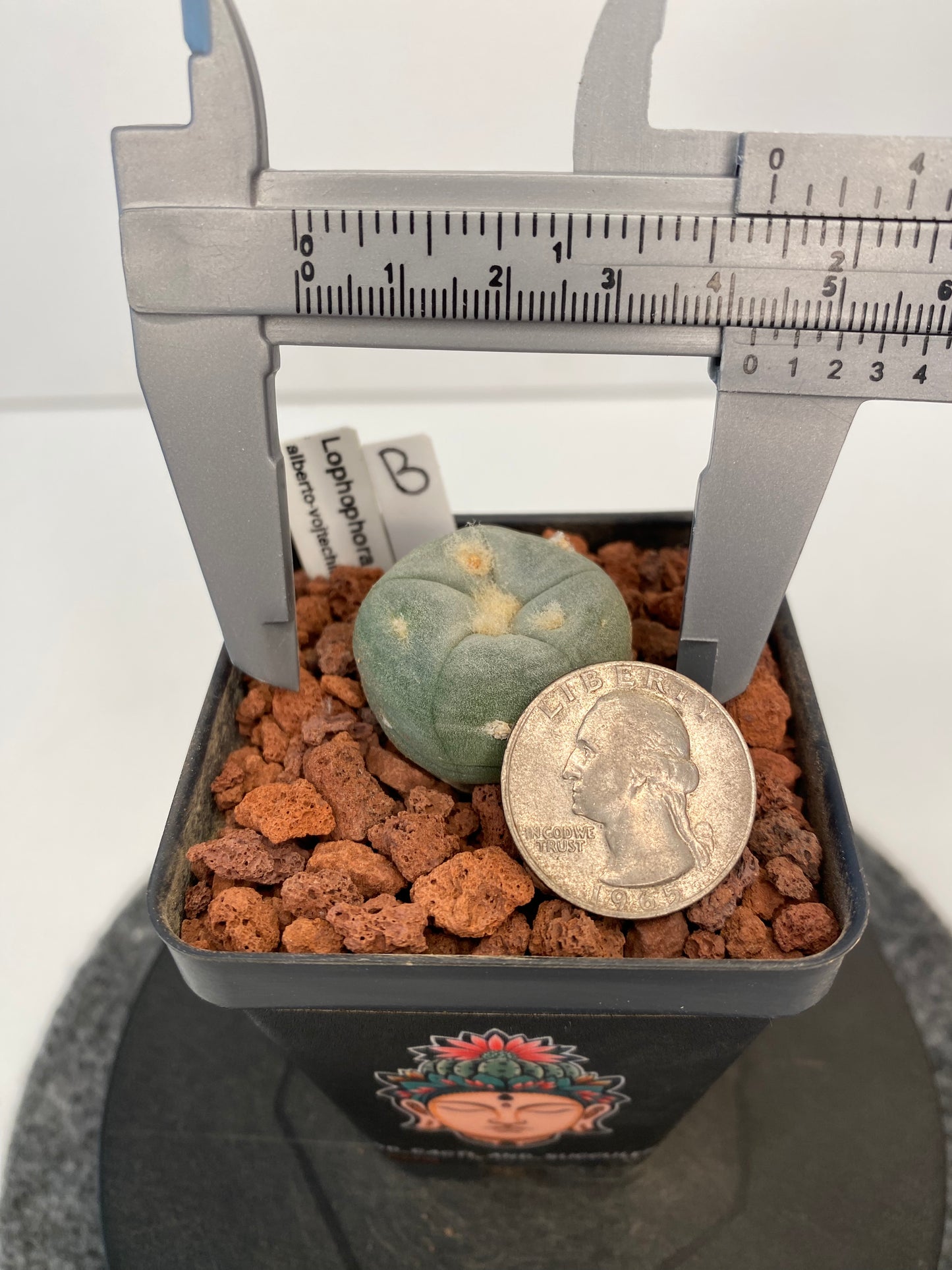 Lophophora Alberto-Vojtechii "B"