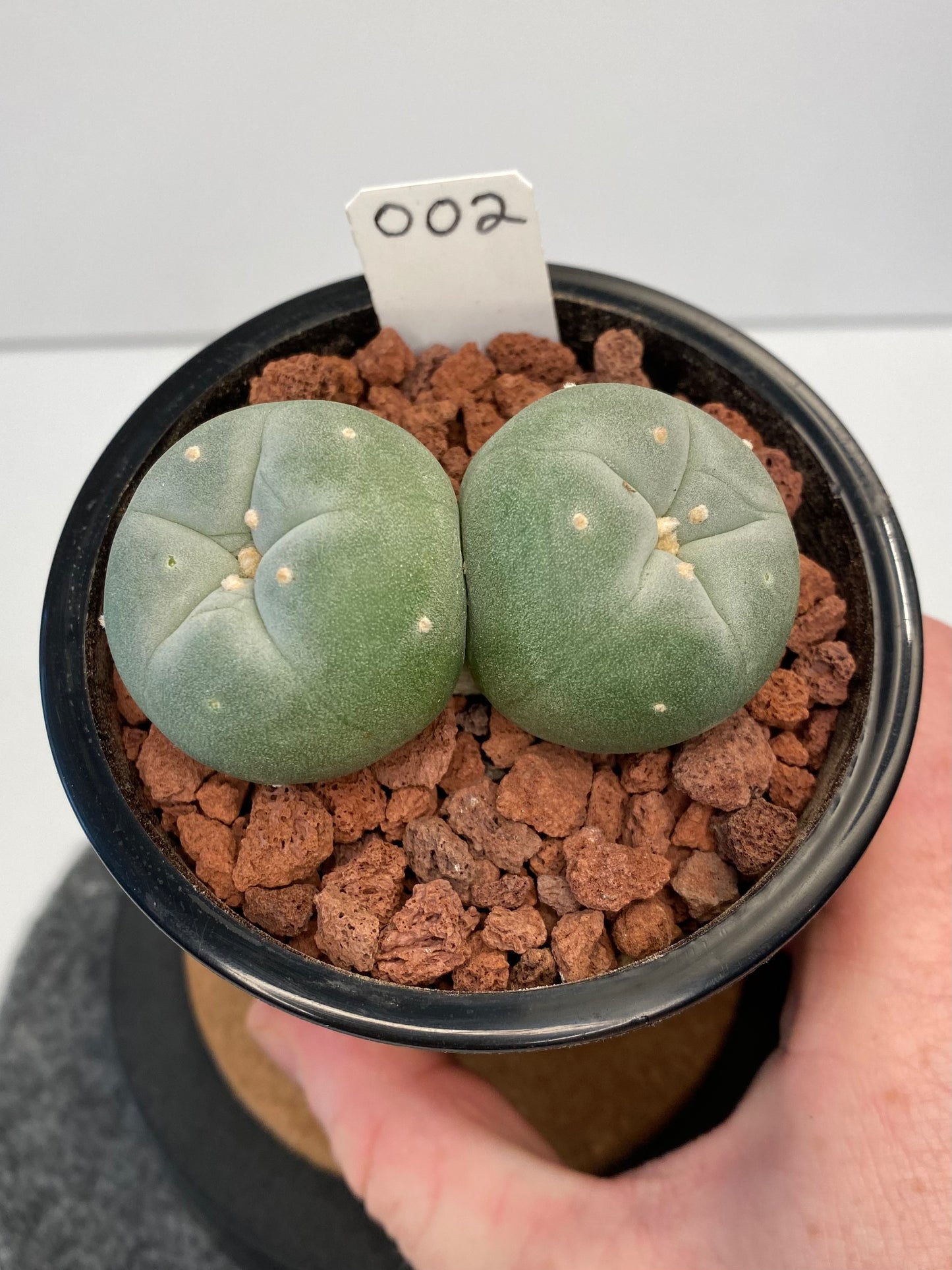 Lophophora Fricii Twin "002"