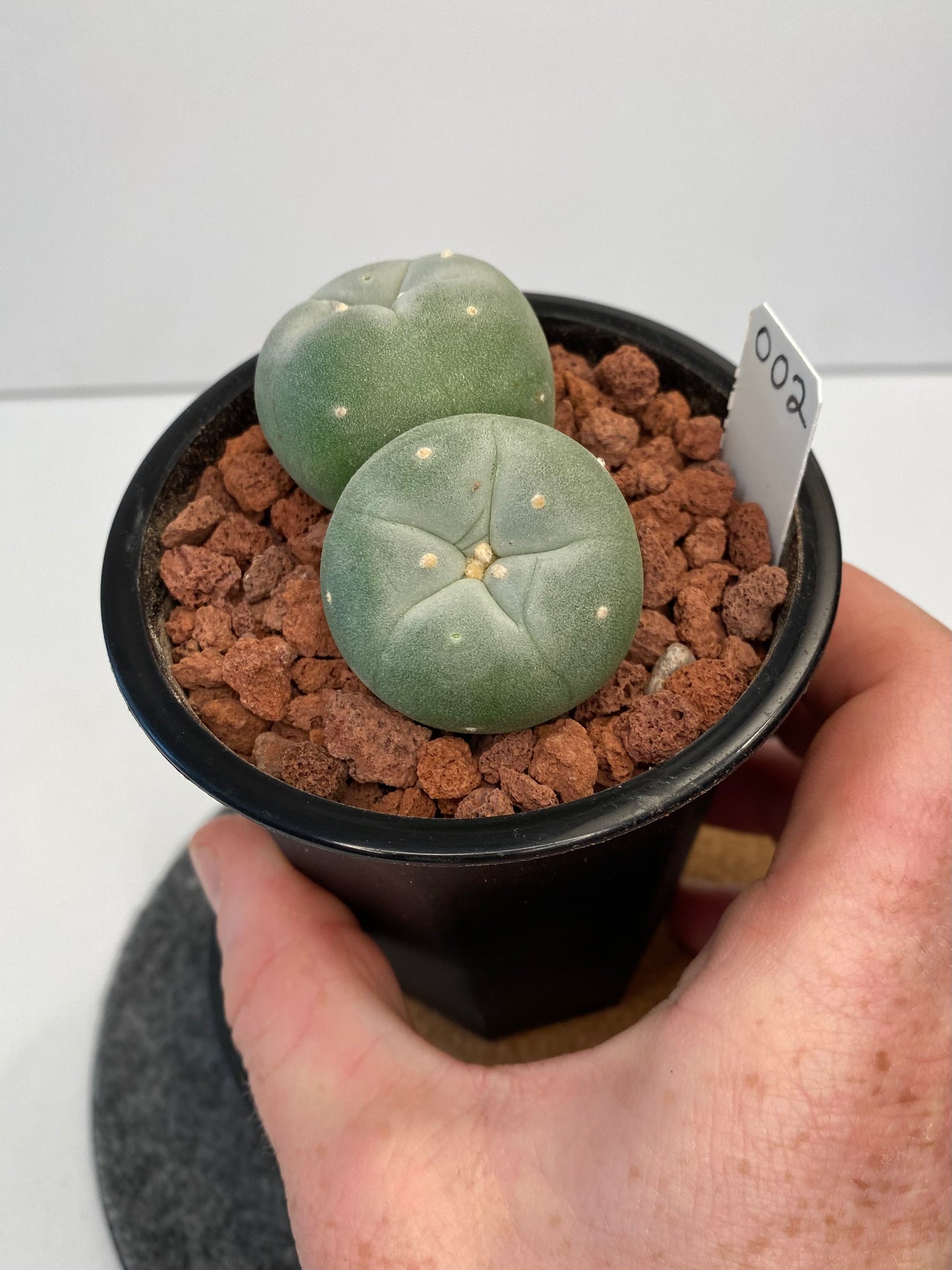 Lophophora Fricii Twin "002"