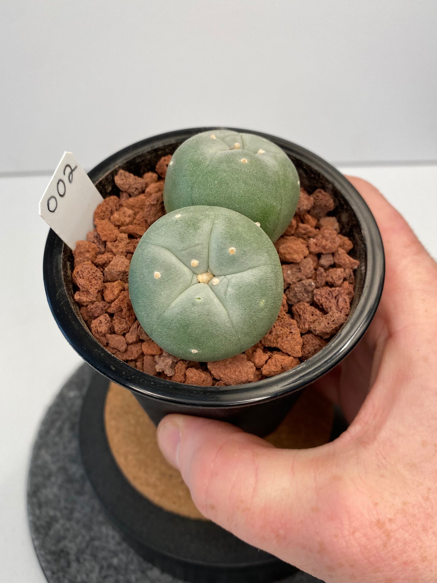 Lophophora Fricii Twin "002"