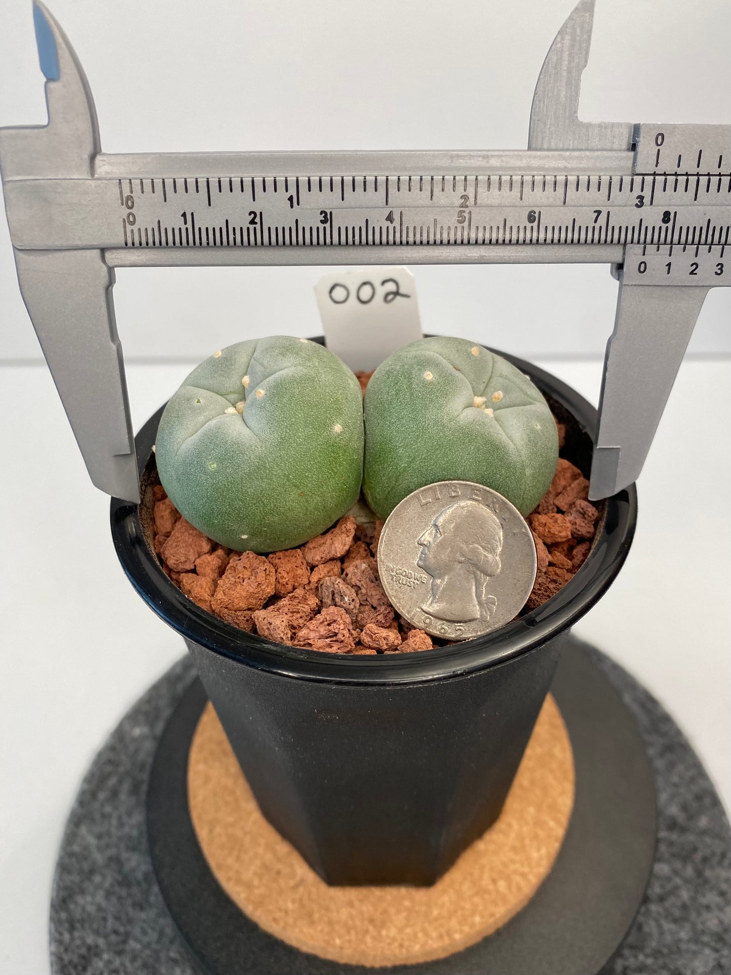 Lophophora Fricii Twin "002"