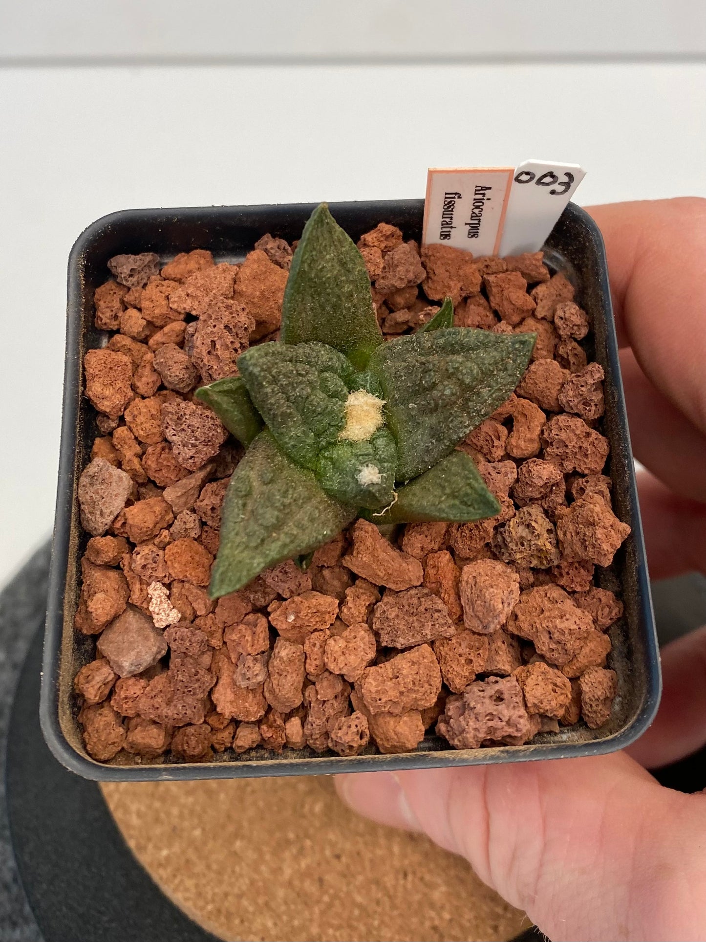 Ariocarpus Fissuratus "003"