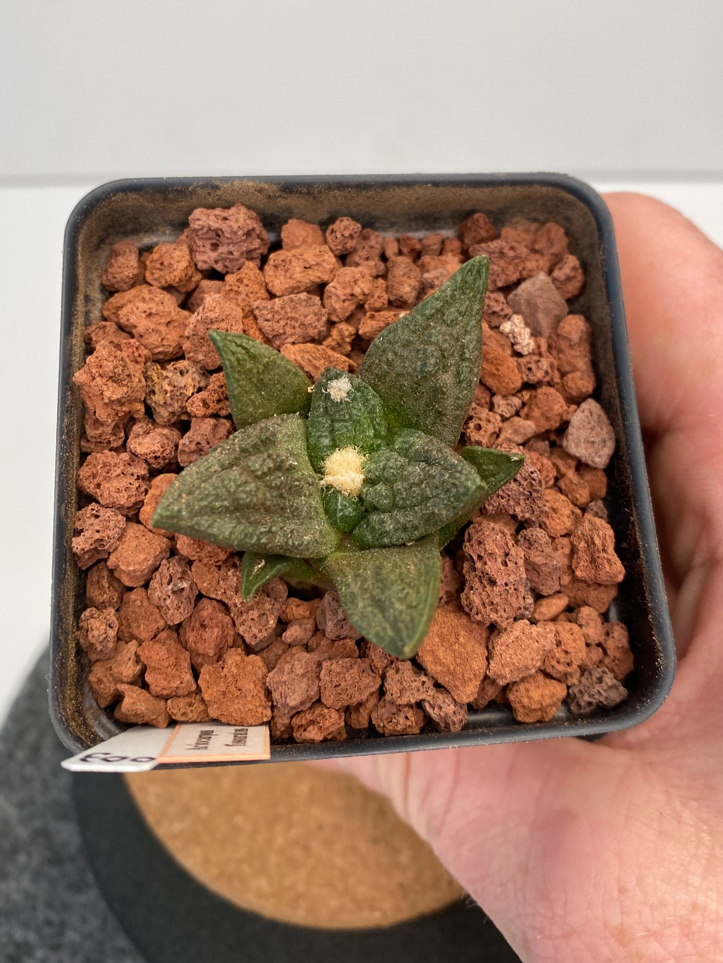 Ariocarpus Fissuratus "003"