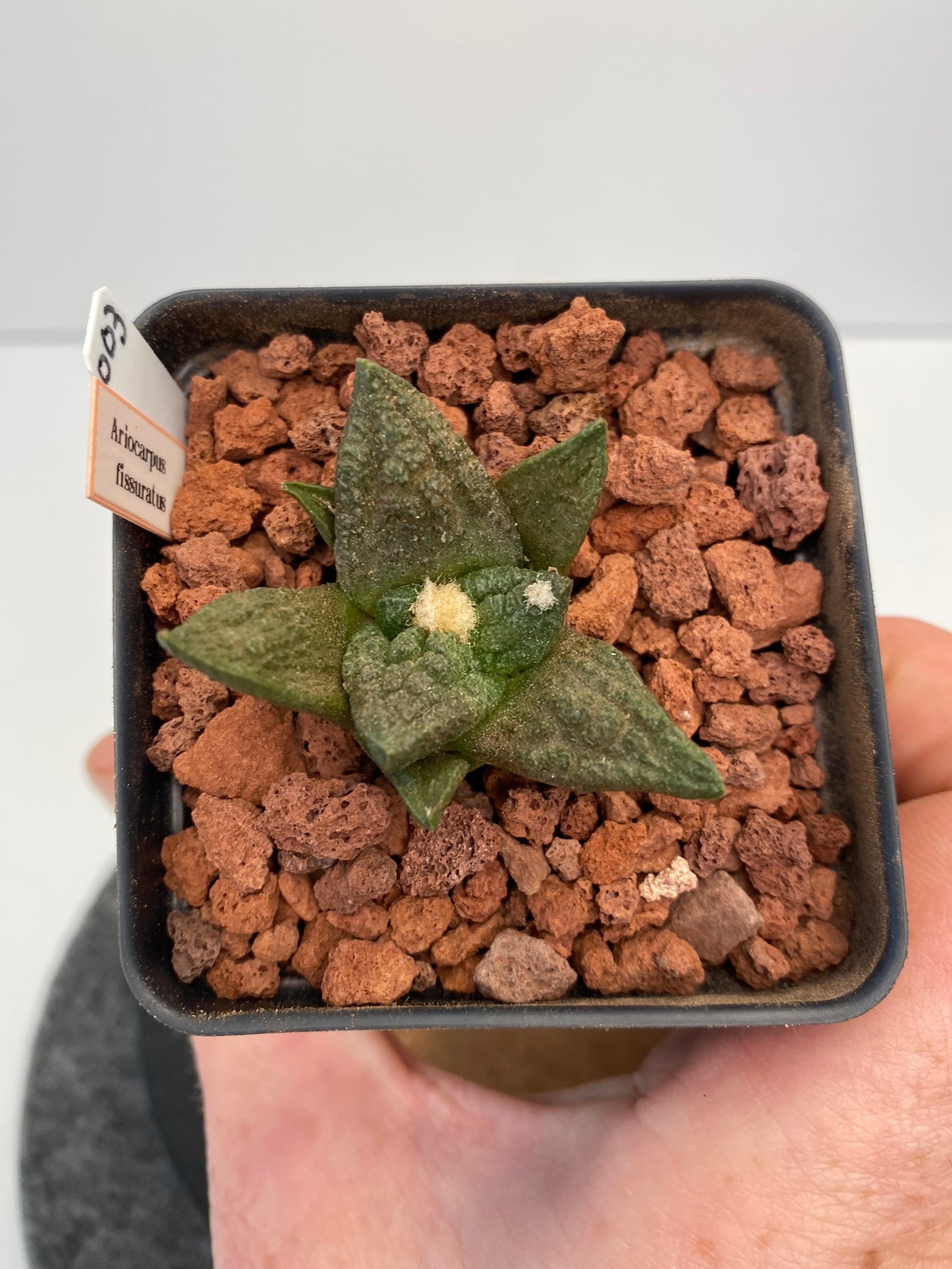 Ariocarpus Fissuratus "003"