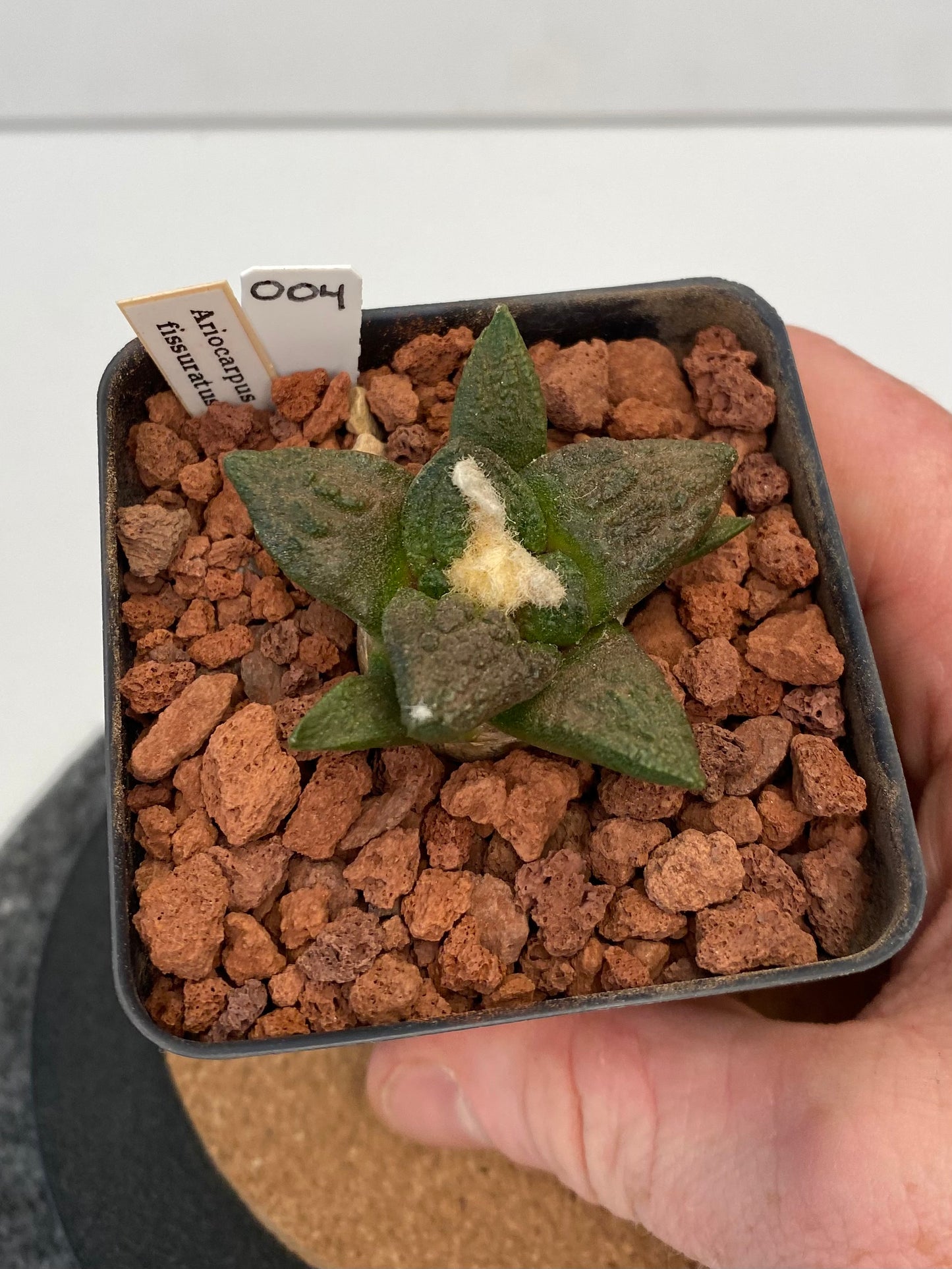 Ariocarpus Fissuratus "004"