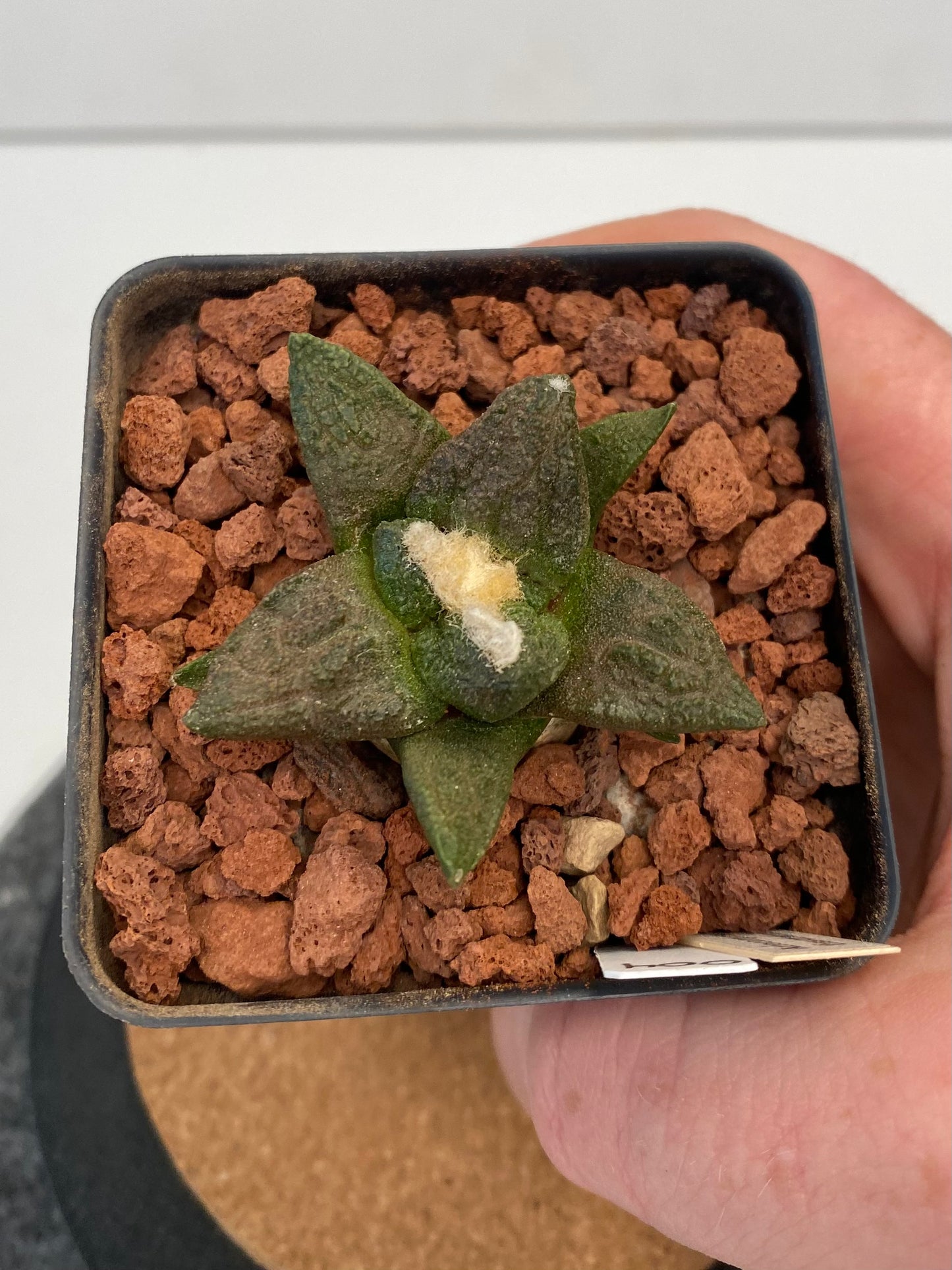 Ariocarpus Fissuratus "004"