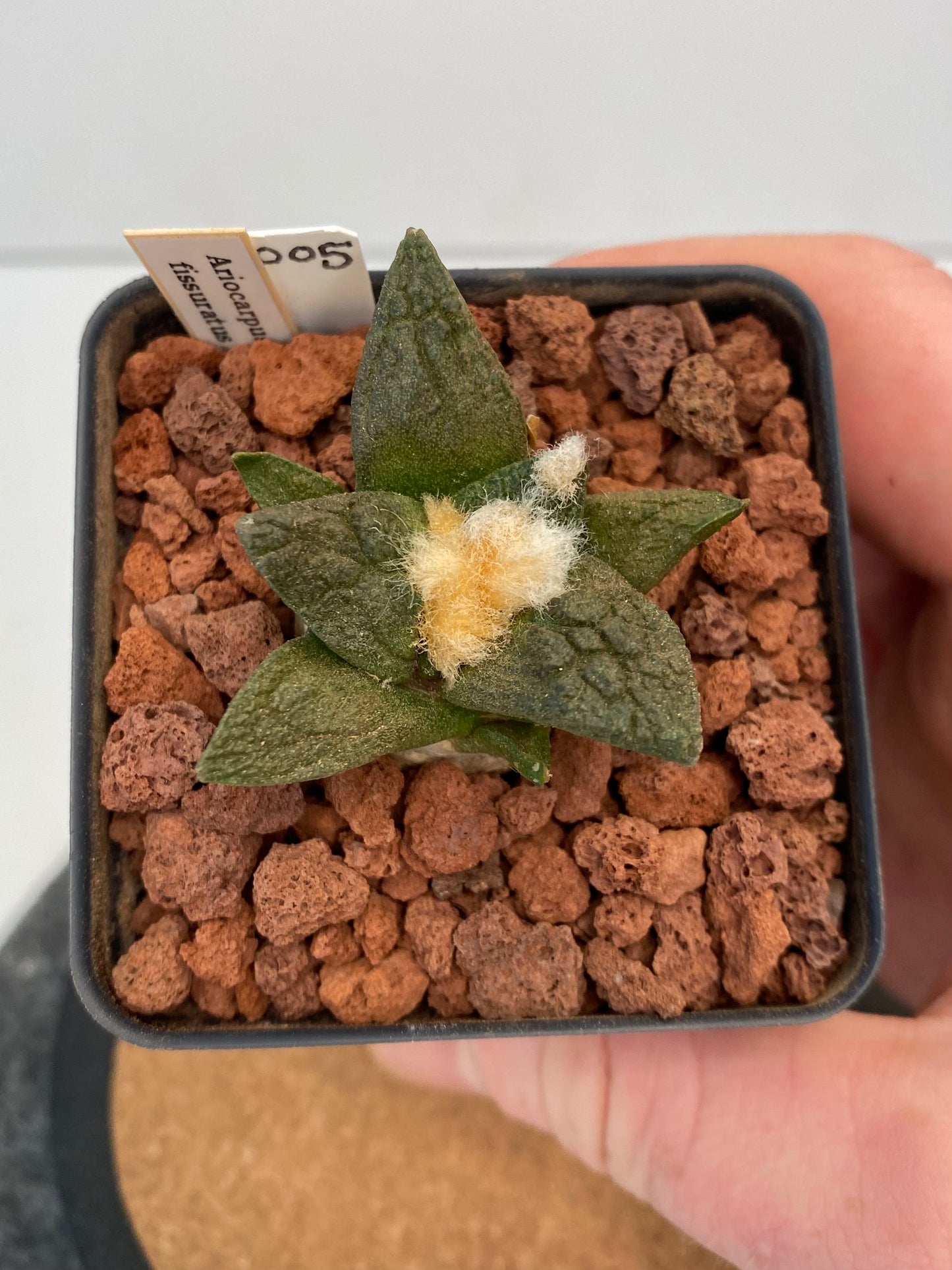 Ariocarpus Fissuratus "005"