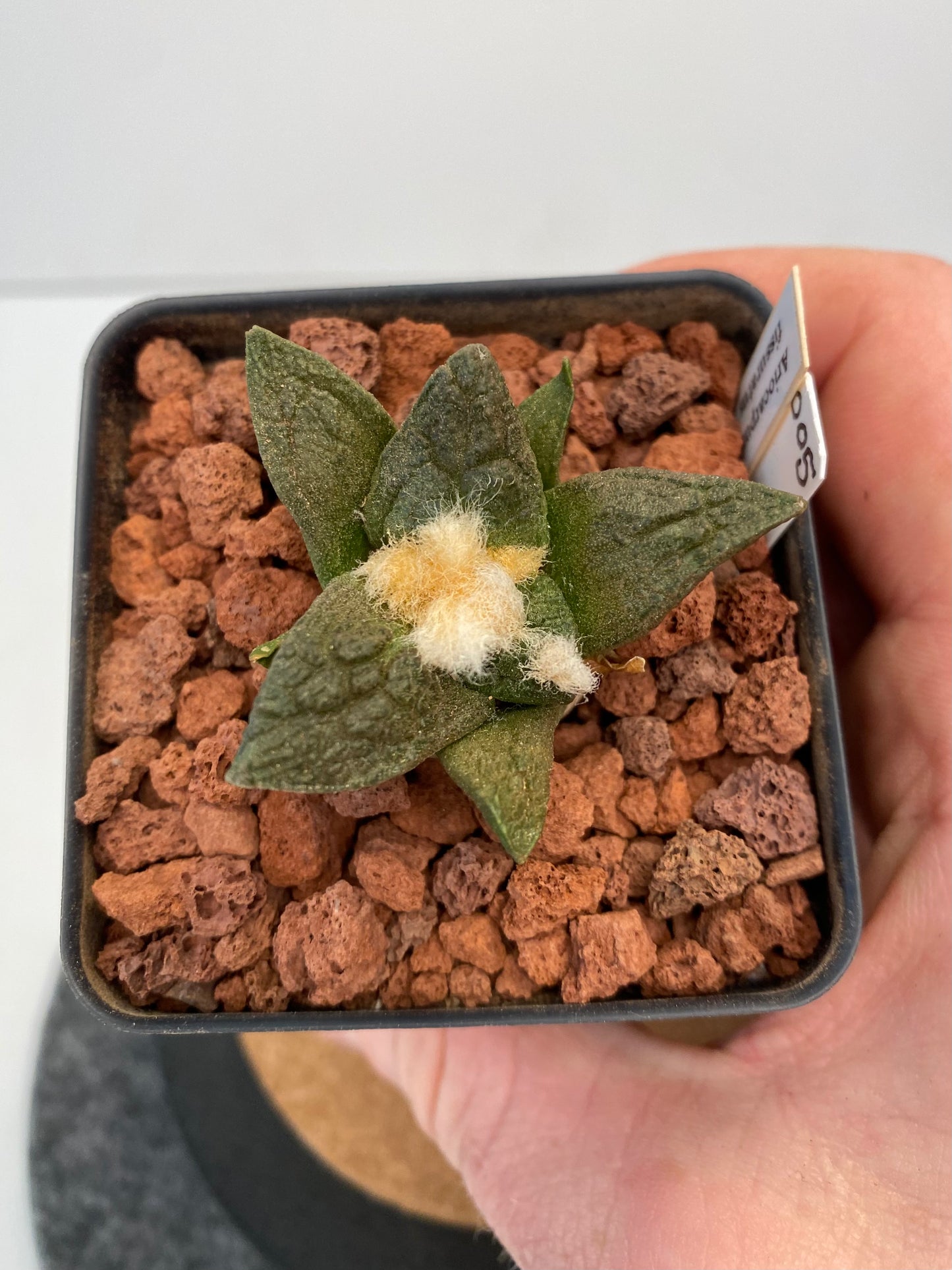 Ariocarpus Fissuratus "005"