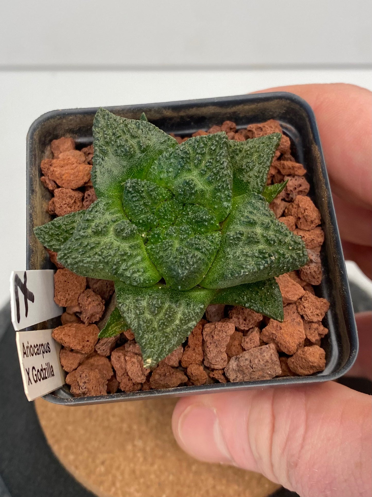 Ariocarpus Fissuratus Cv. Godzilla