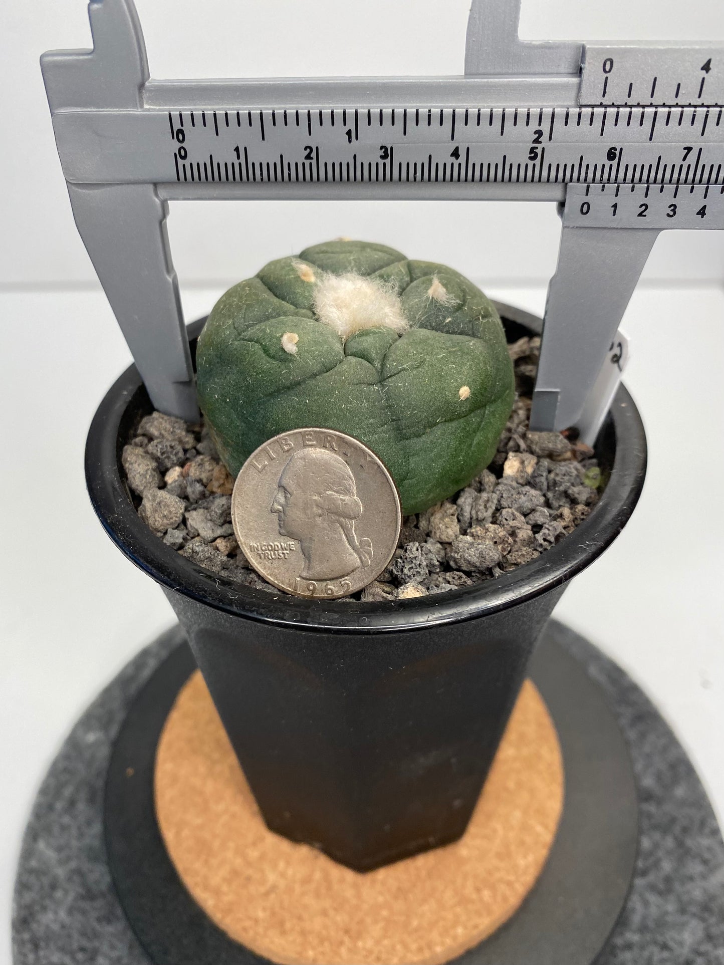 Lophophora Koehresii x Fricii Hybrid "002"