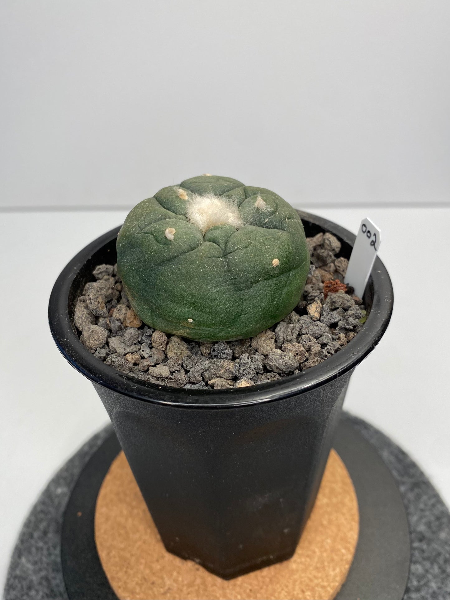 Lophophora Koehresii x Fricii Hybrid "002"