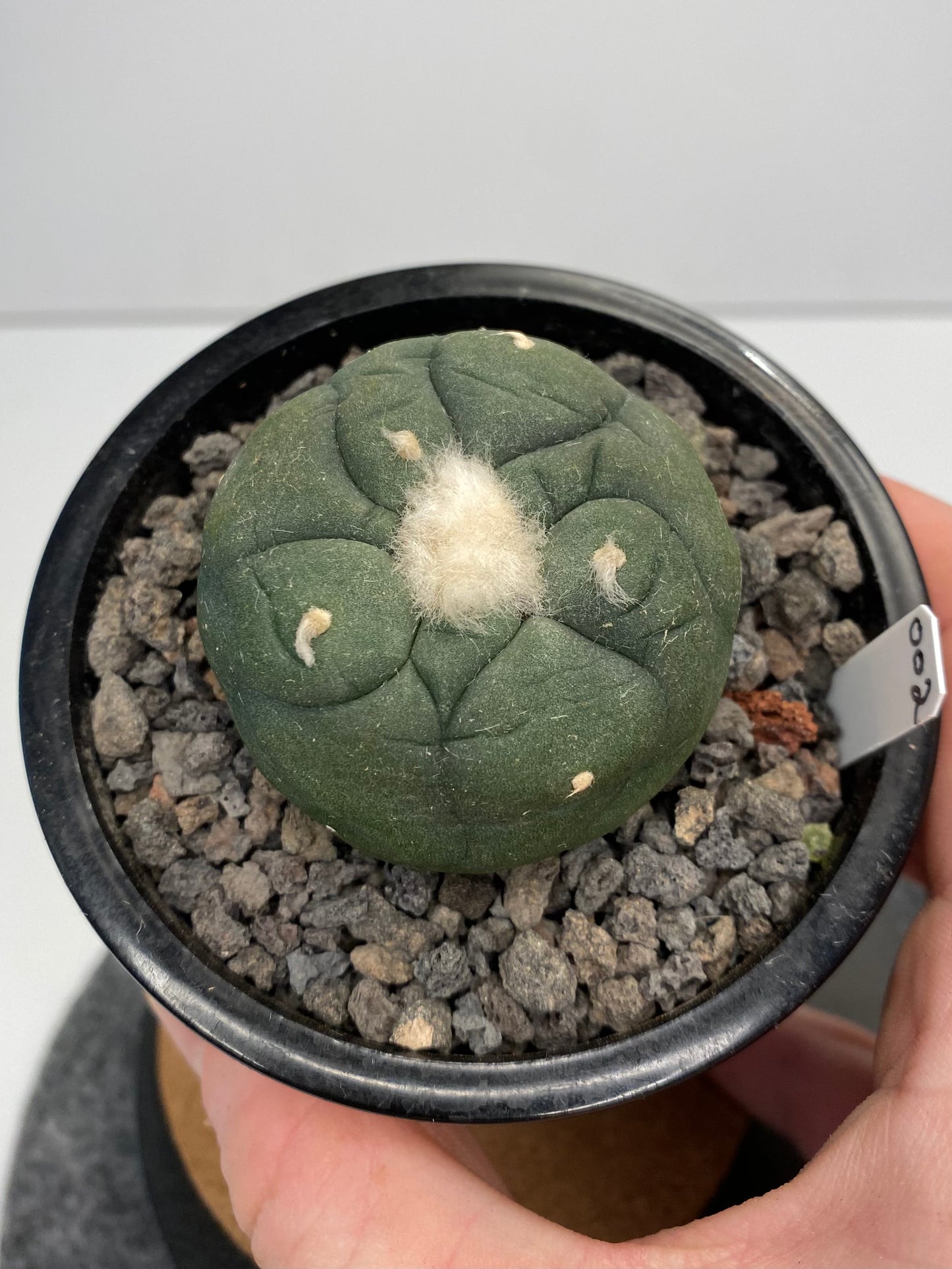 Lophophora Koehresii x Fricii Hybrid "002"