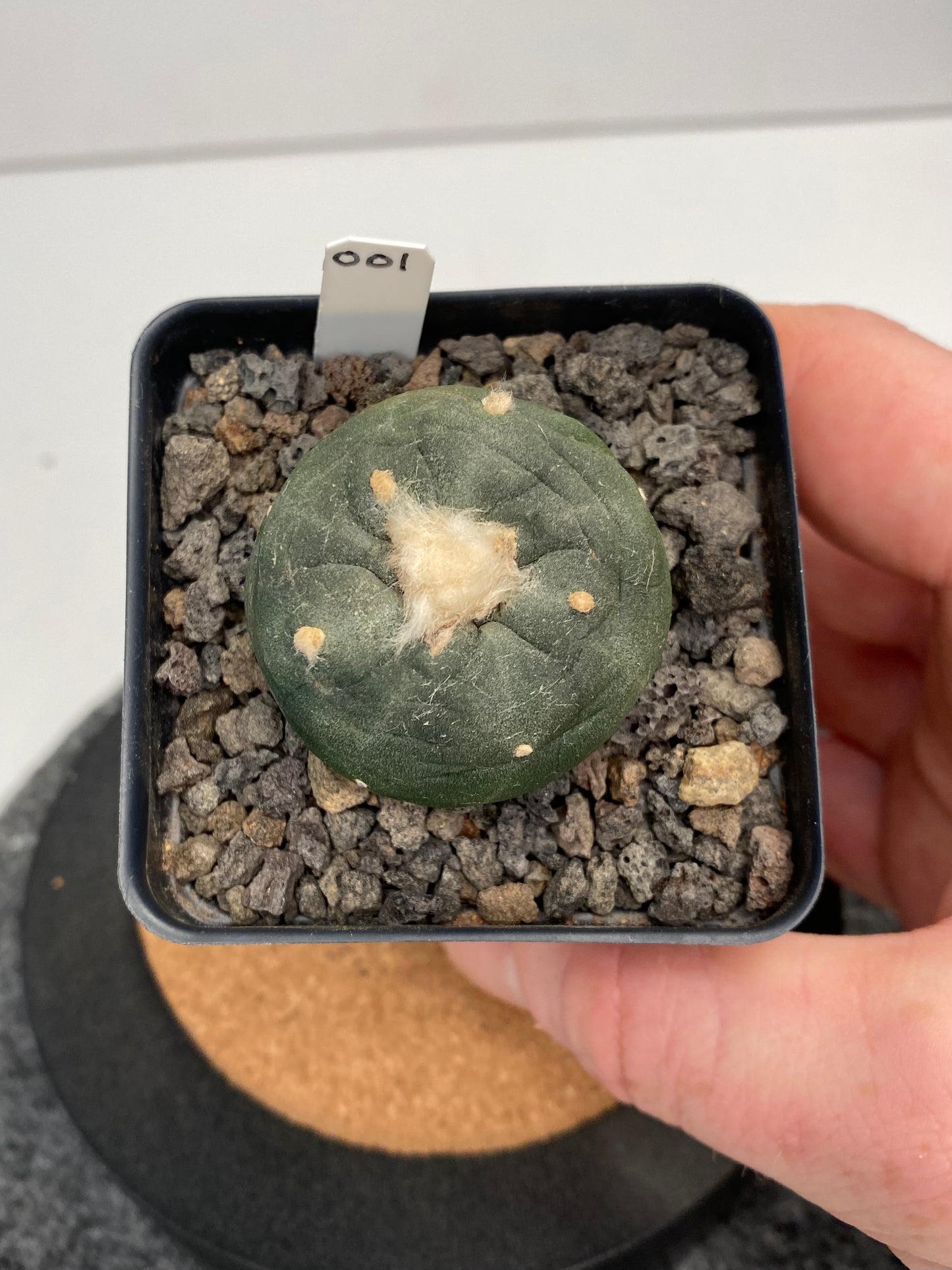 Lophophora Koehresii x Fricii Hybrid "001"