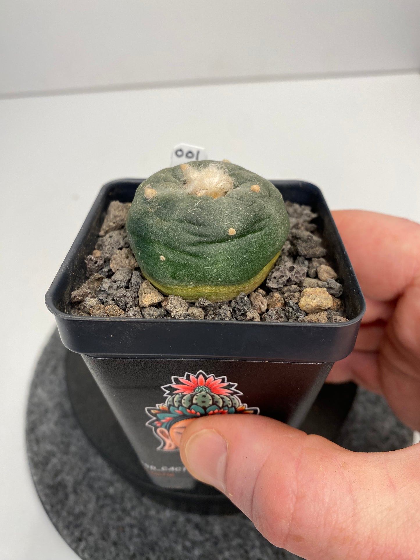 Lophophora Koehresii x Fricii Hybrid "001"