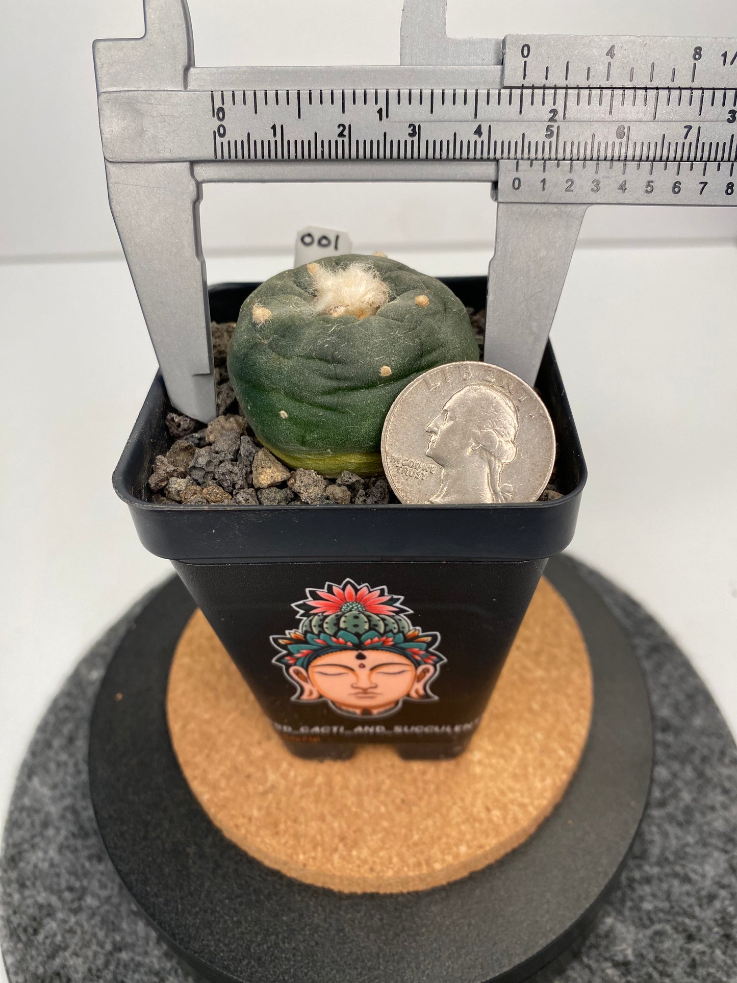 Lophophora Koehresii x Fricii Hybrid "001"