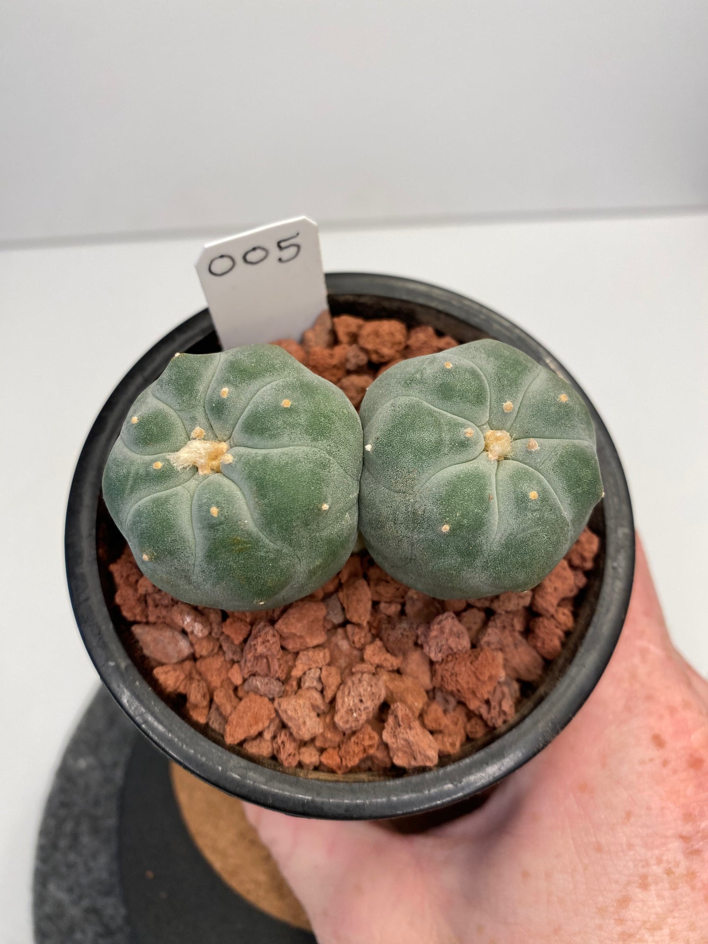 Lophophora Fricii var. IBO Twin "005"