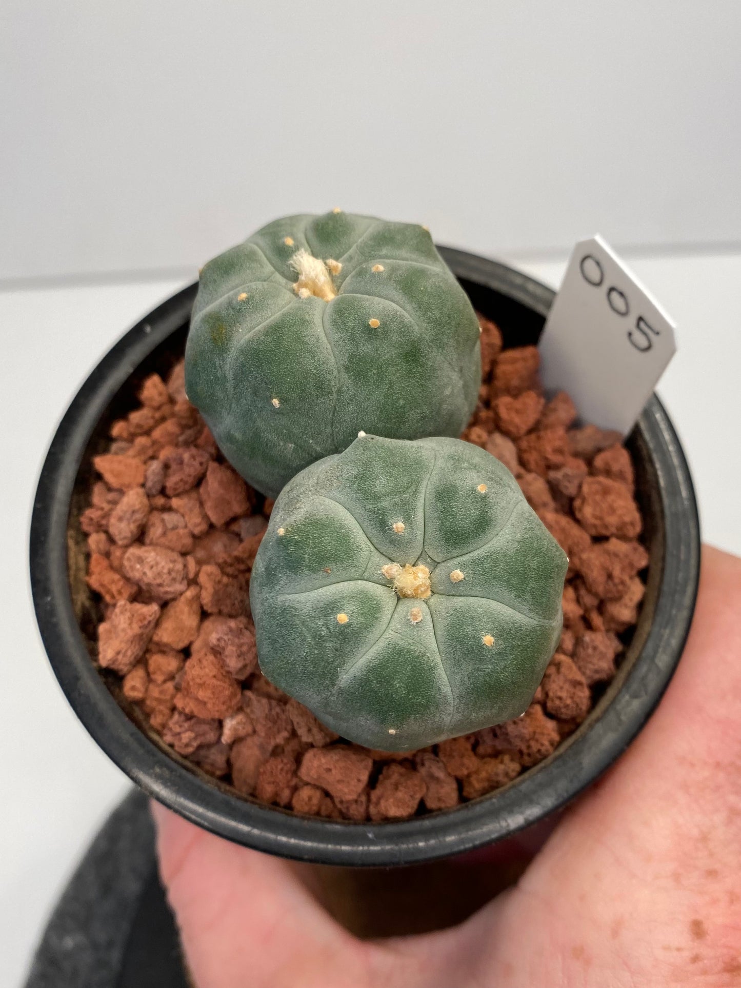 Lophophora Fricii var. IBO Twin "005"