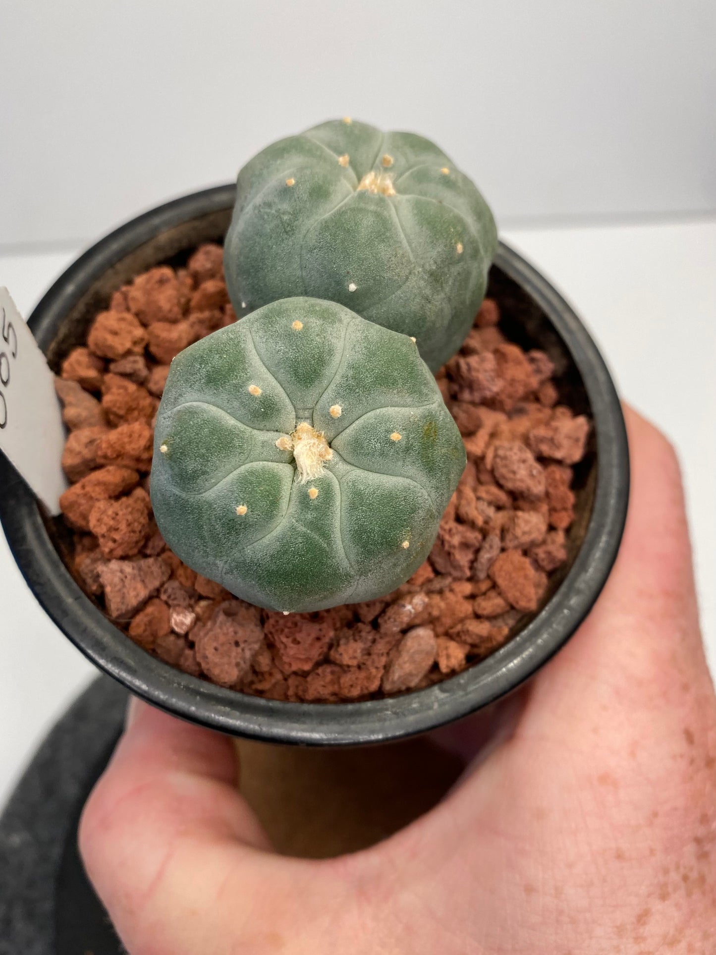 Lophophora Fricii var. IBO Twin "005"