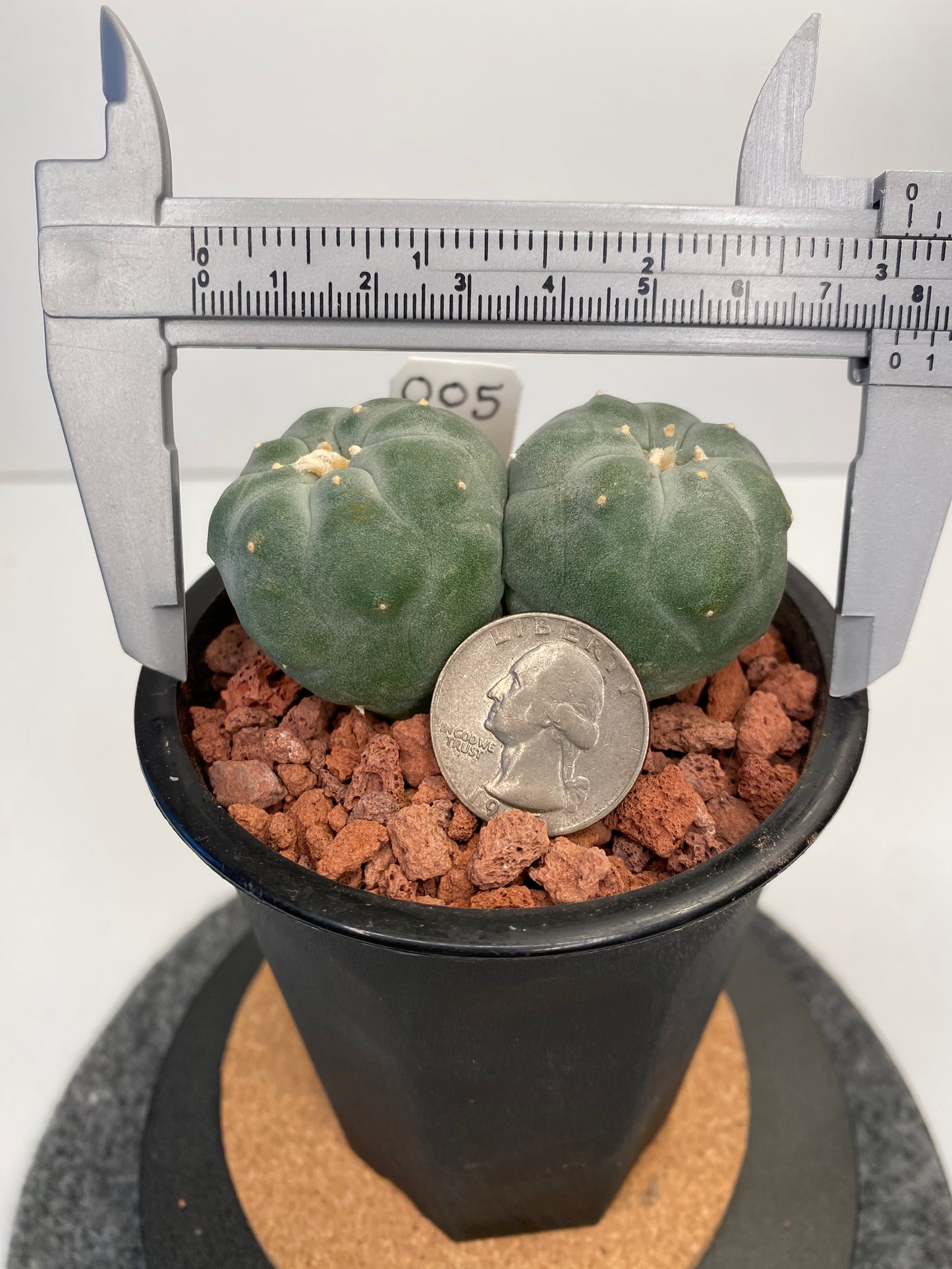 Lophophora Fricii var. IBO Twin "005"