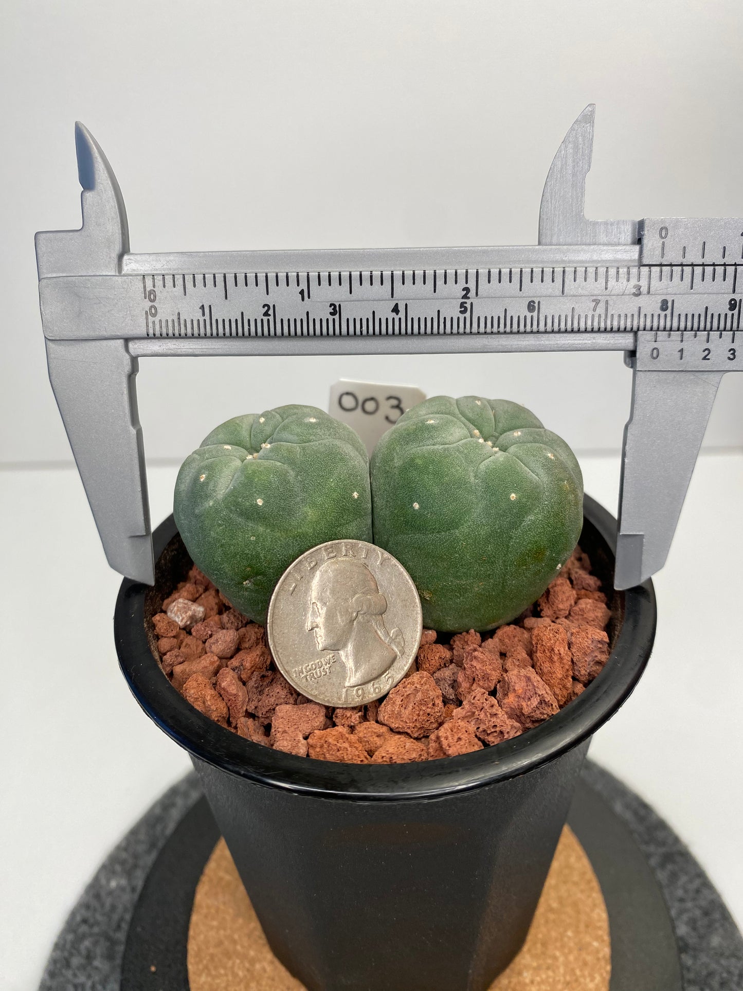 Lophophora Fricii Twin "003"