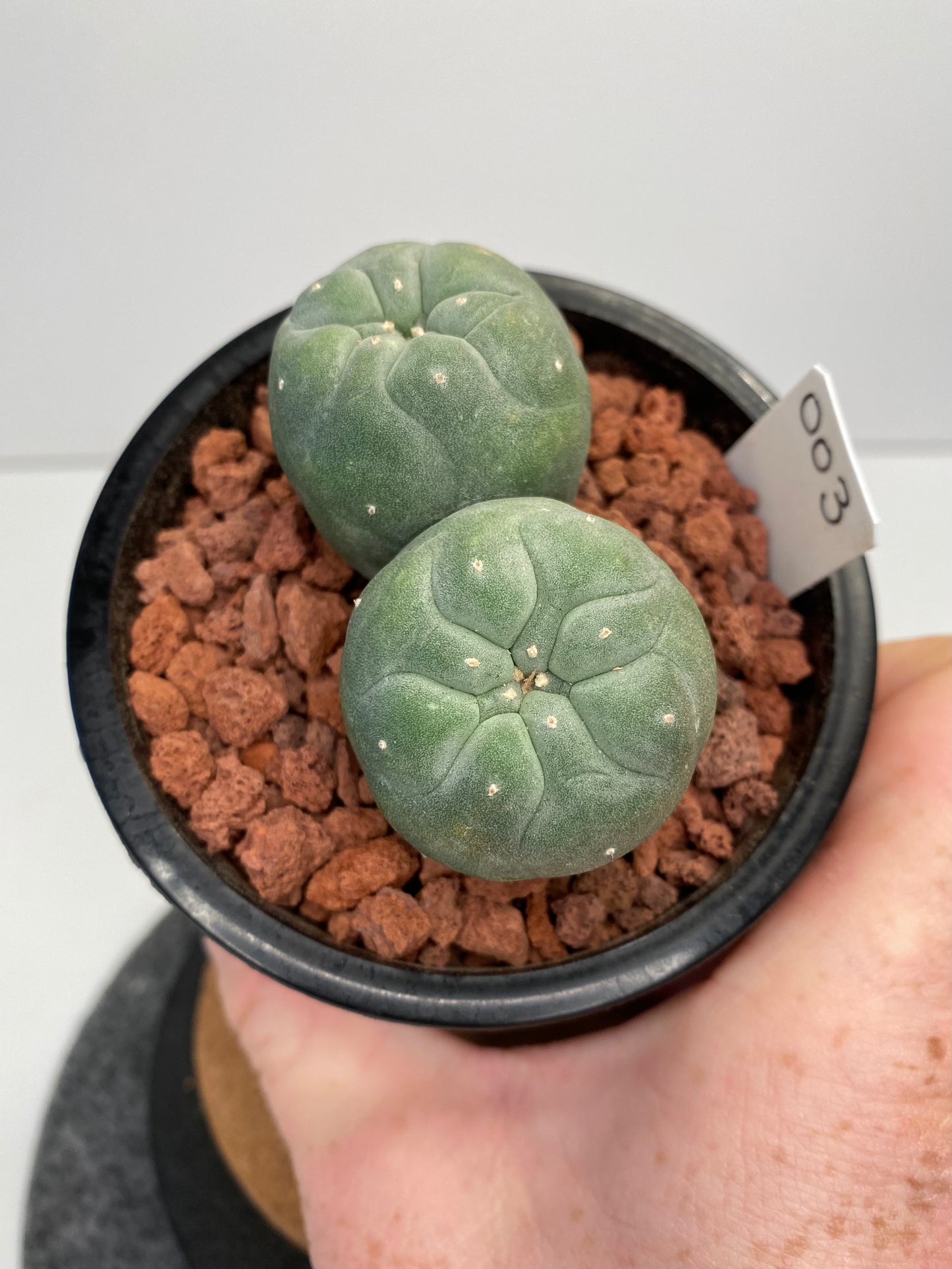 Lophophora Fricii Twin "003"