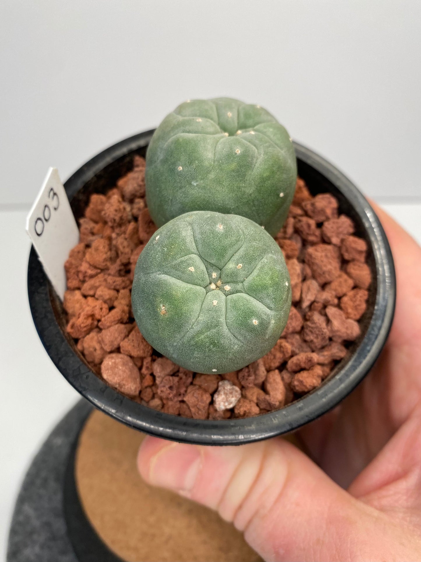 Lophophora Fricii Twin "003"