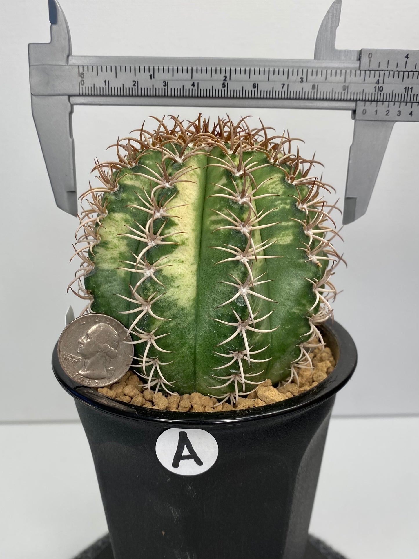 Variegated Melocactus Matanzanus "A"