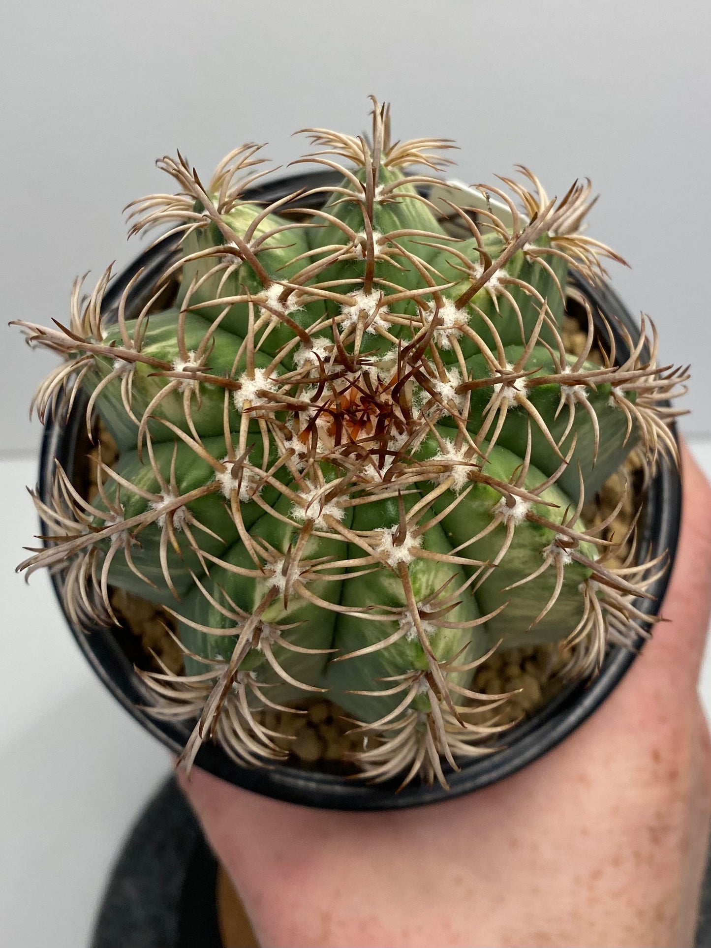 Variegated Melocactus Matanzanus "A"