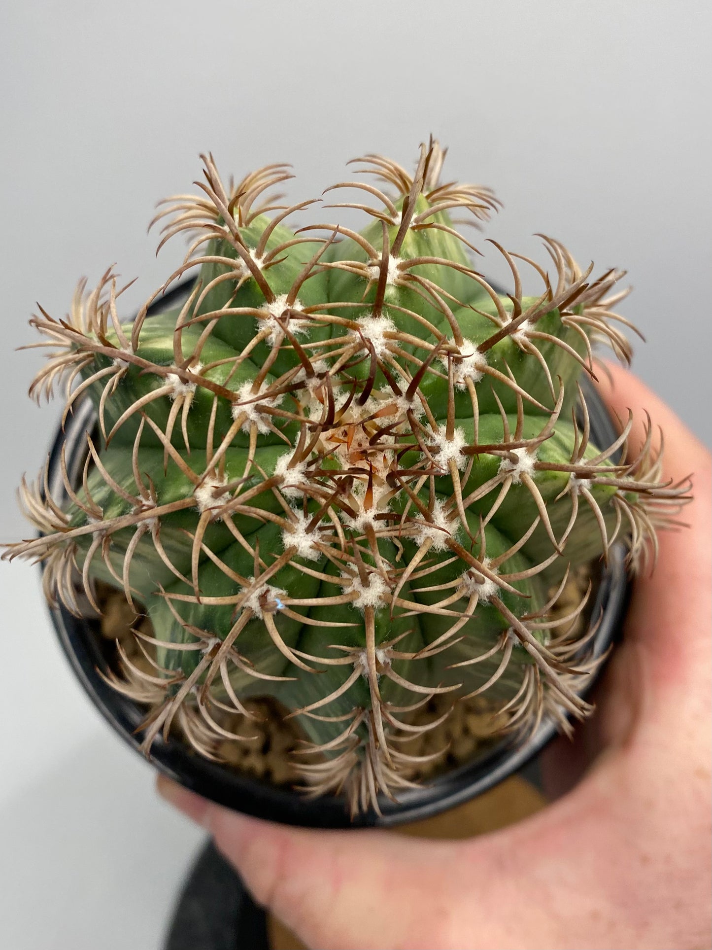 Variegated Melocactus Matanzanus “B”