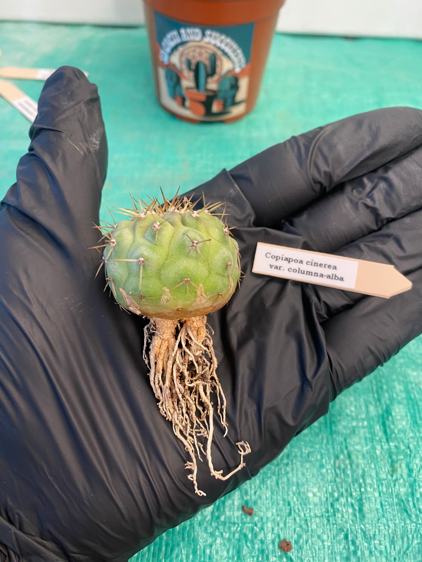 Copiapoa Cinerea var. Columna Alba "B"