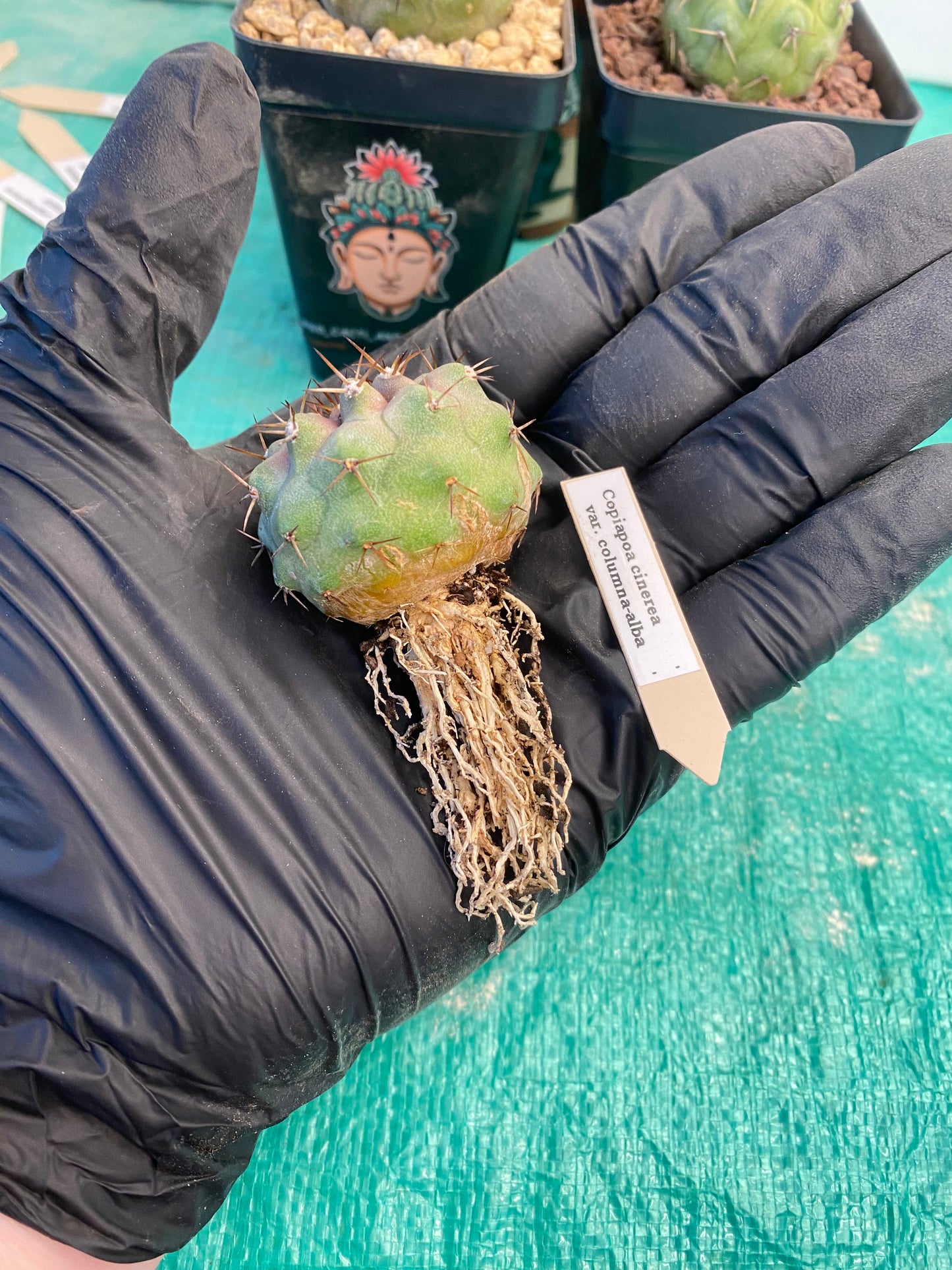 Copiapoa Cinerea var. Columna Alba "A"