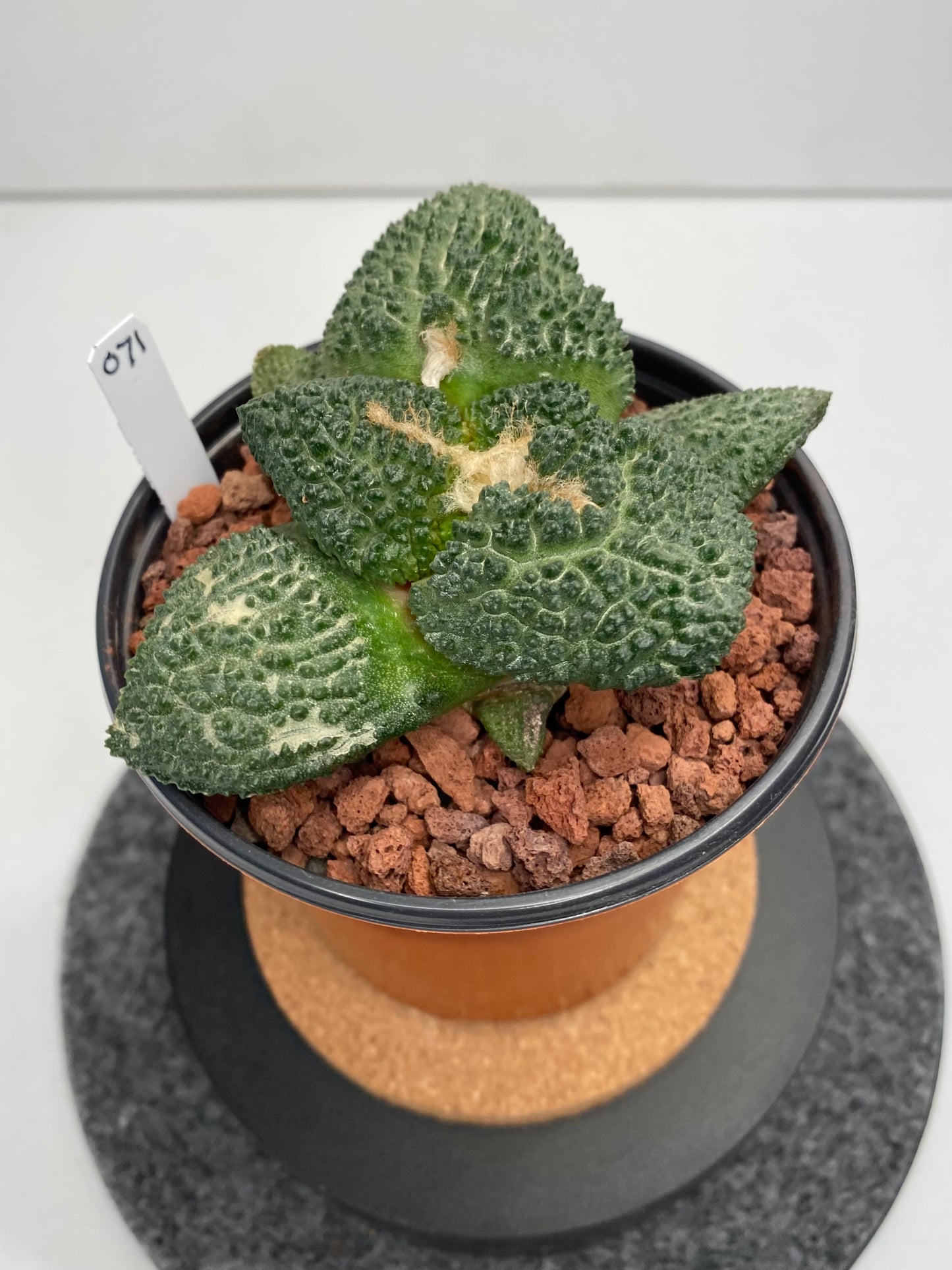 Ariocarpus Fissuratus Cv. Godzilla #071