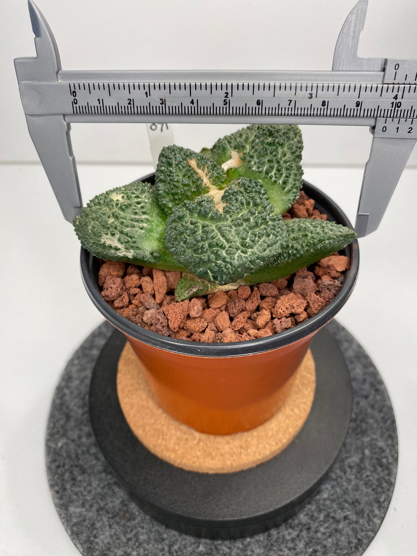 Ariocarpus Fissuratus Cv. Godzilla #071