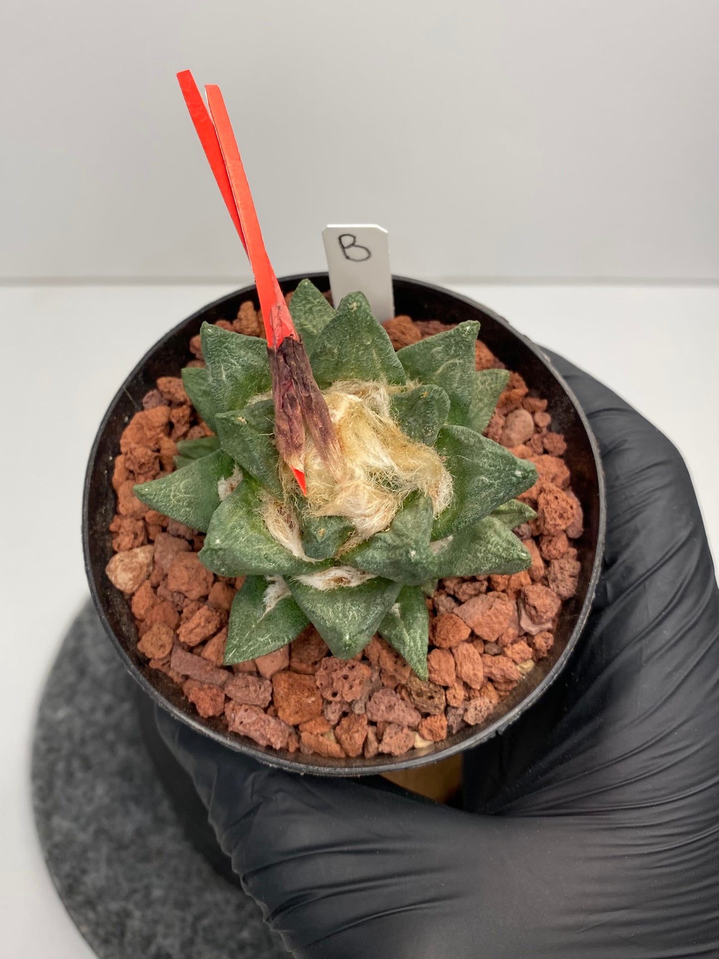 Ariocarpus Scaphirostris “B”