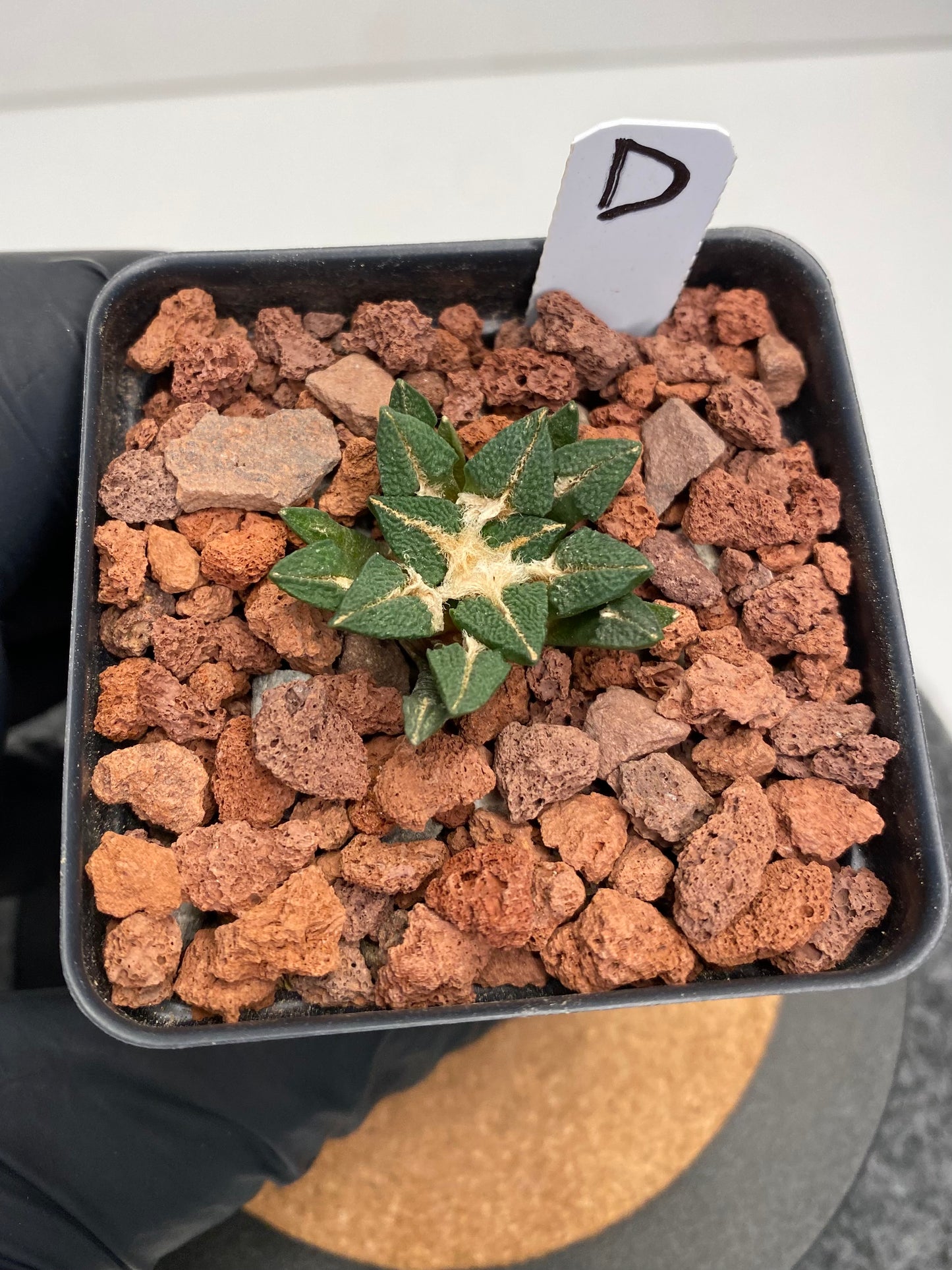 Ariocarpus Kotschoubeyanus Elephantidens “D”