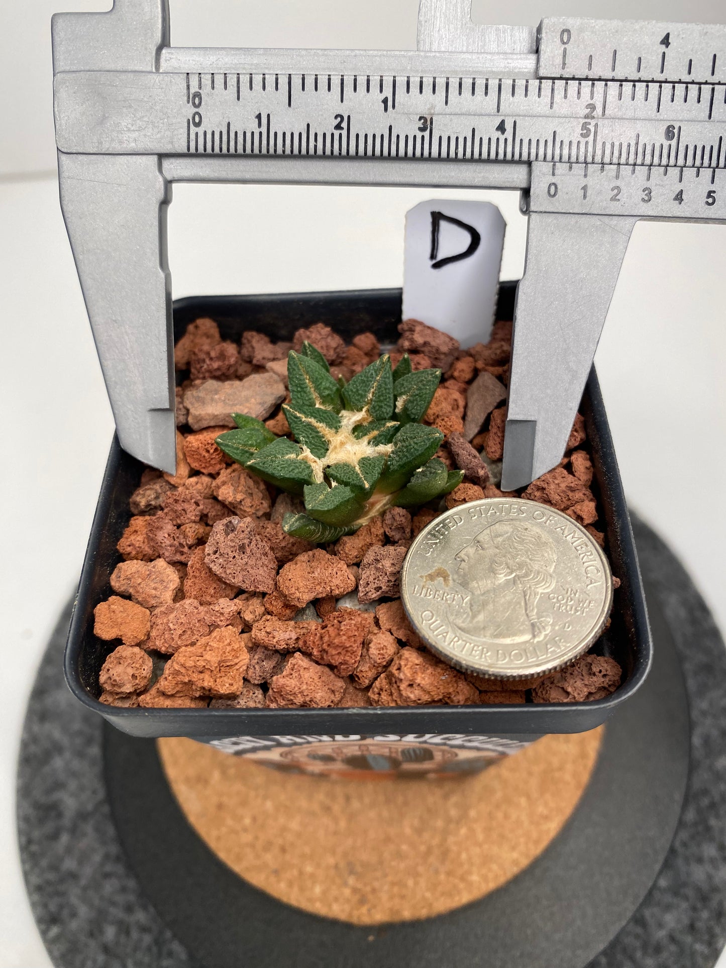 Ariocarpus Kotschoubeyanus Elephantidens “D”